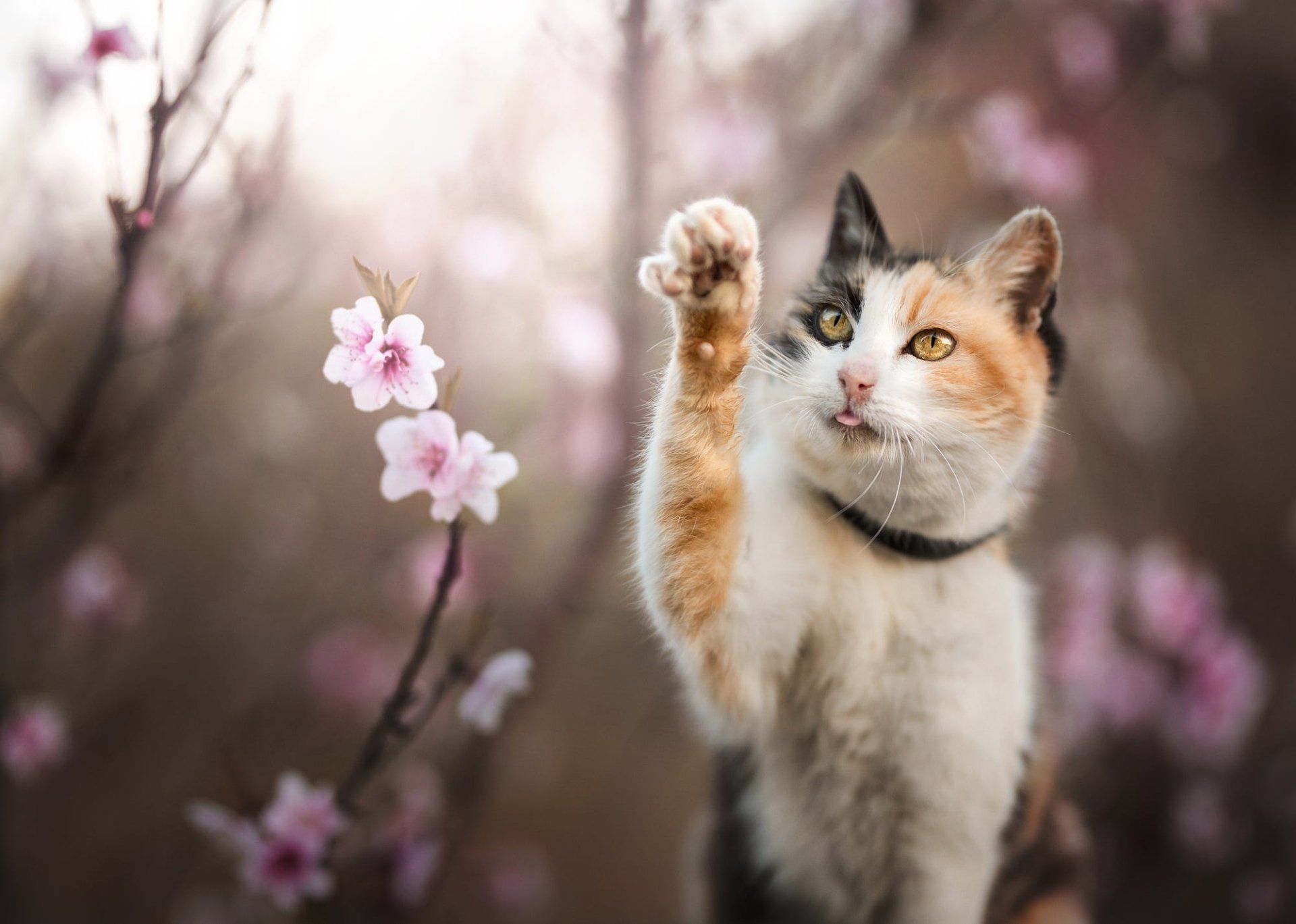 1920x1369 Blossom Bokeh Cat