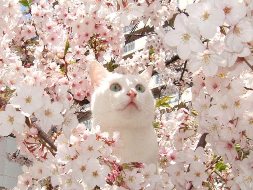 1024x768 Spring is here! All hail the Cherry Blossom Cat!