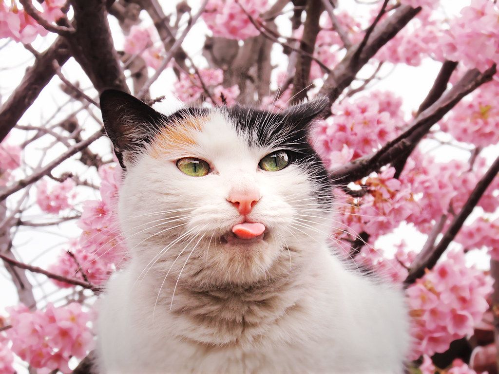 1024x768 Sakura cat