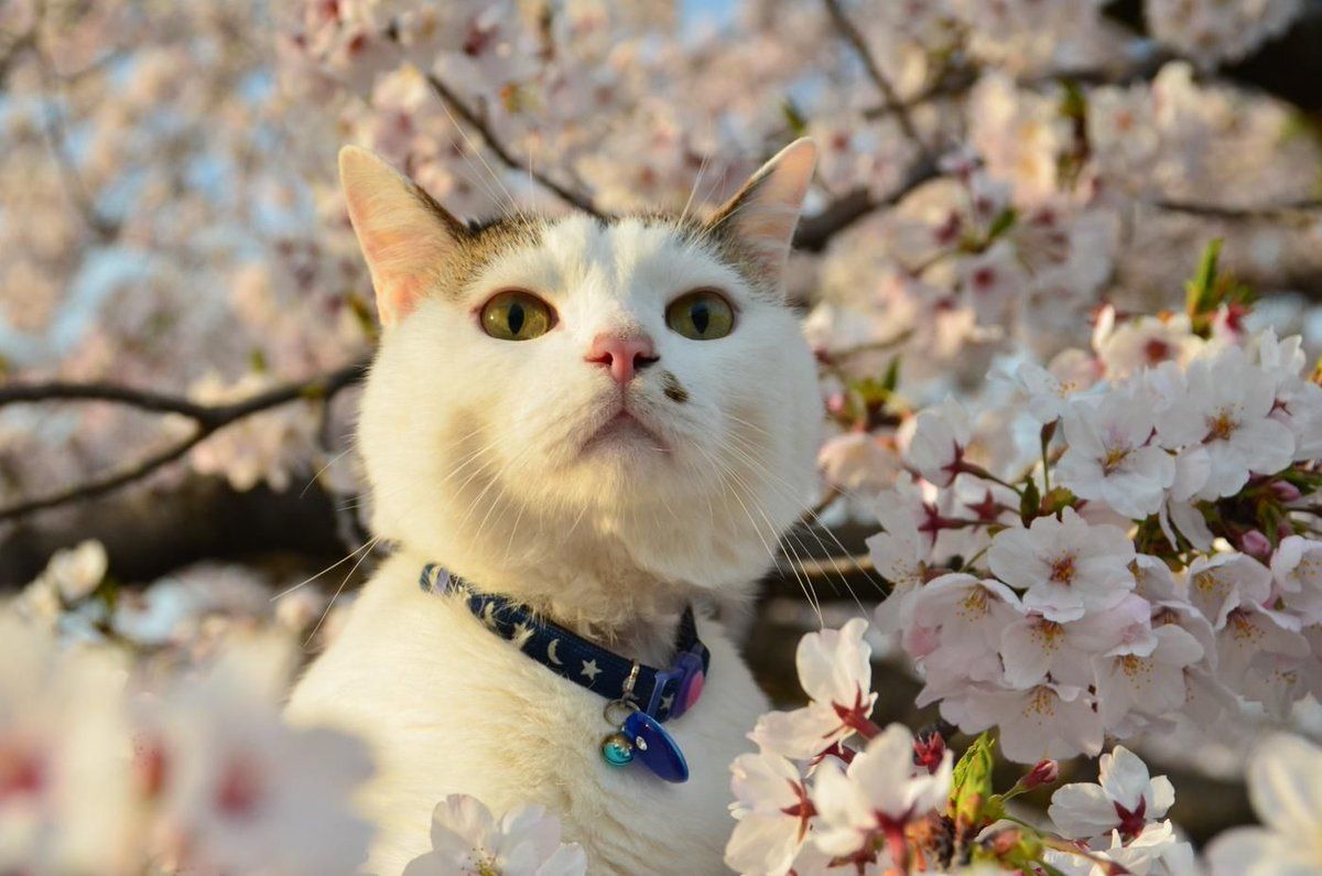 1200x795 Animals love Cherry Blossom just like us!