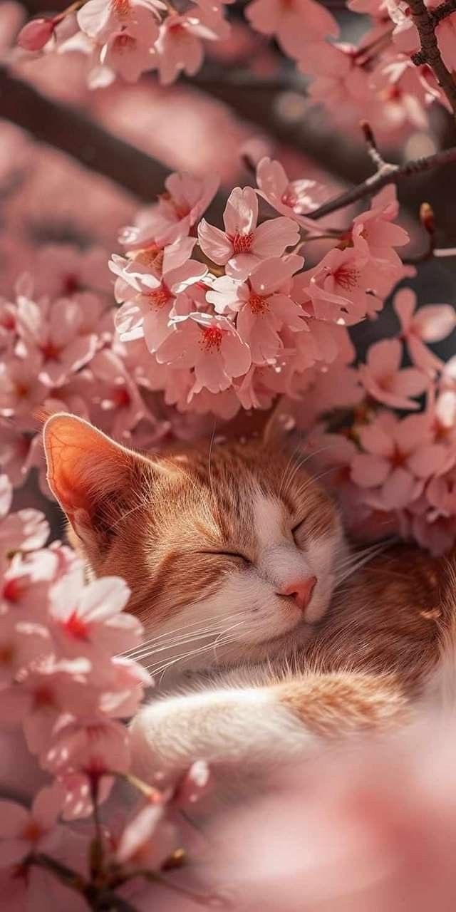 640x1280 Cute wallpaper. Cat wallpaper, Cat aesthetic, Pretty wallpaper