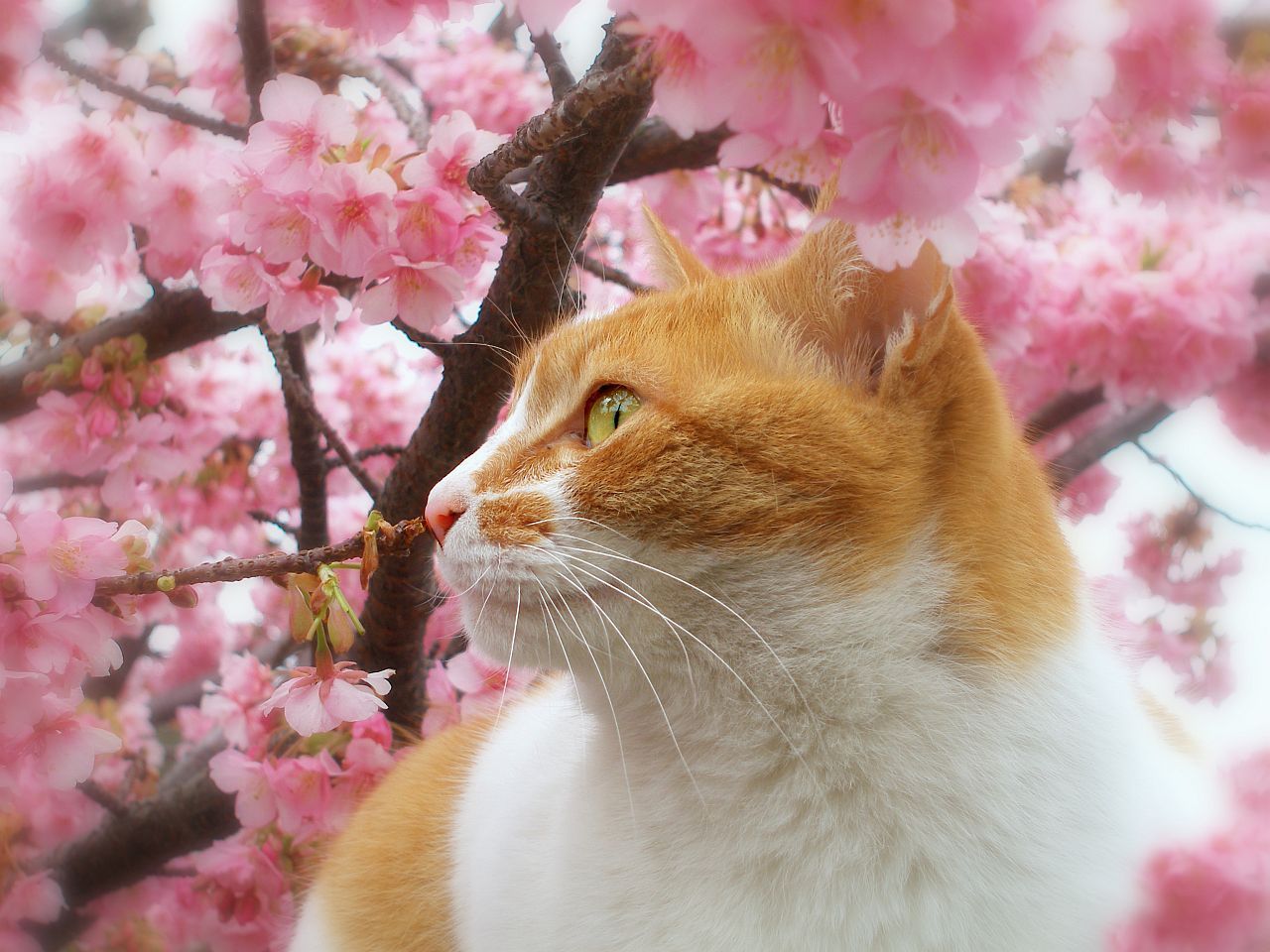 1280x960 All sizes. Sakura cat Sharing!