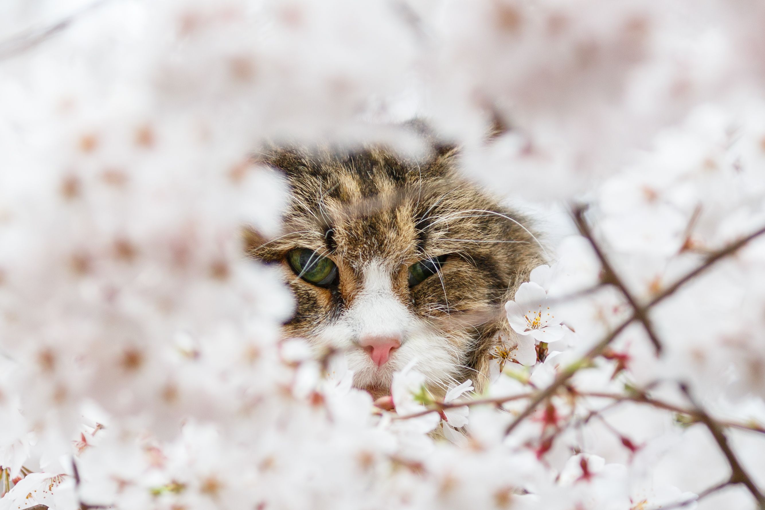 2668x1779 Desktop wallpaper: Animal, Cat, Blossom, Blur, Spring, White Flower, Cats 4K free download for PC. 382881