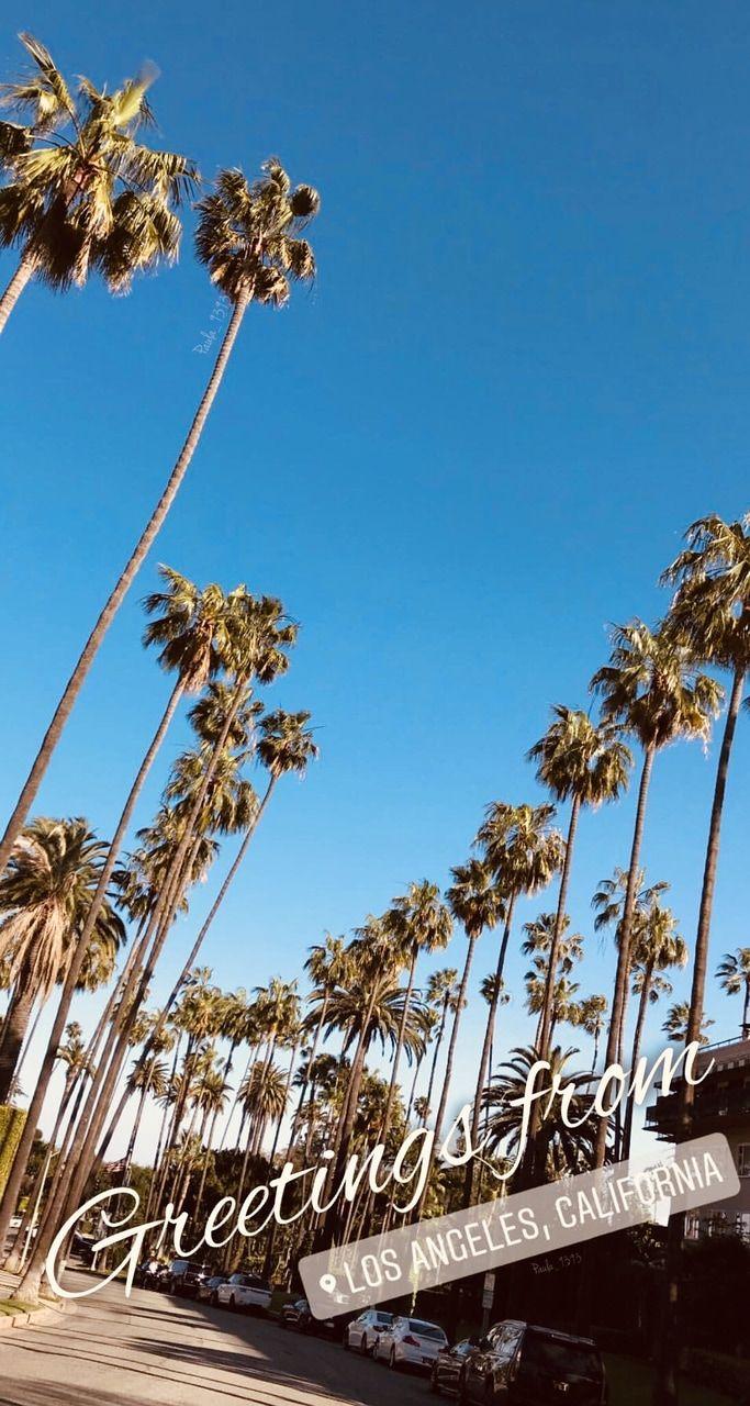 683x1280 Palm Trees, Los Angeles, Los Angeles Wallpaper