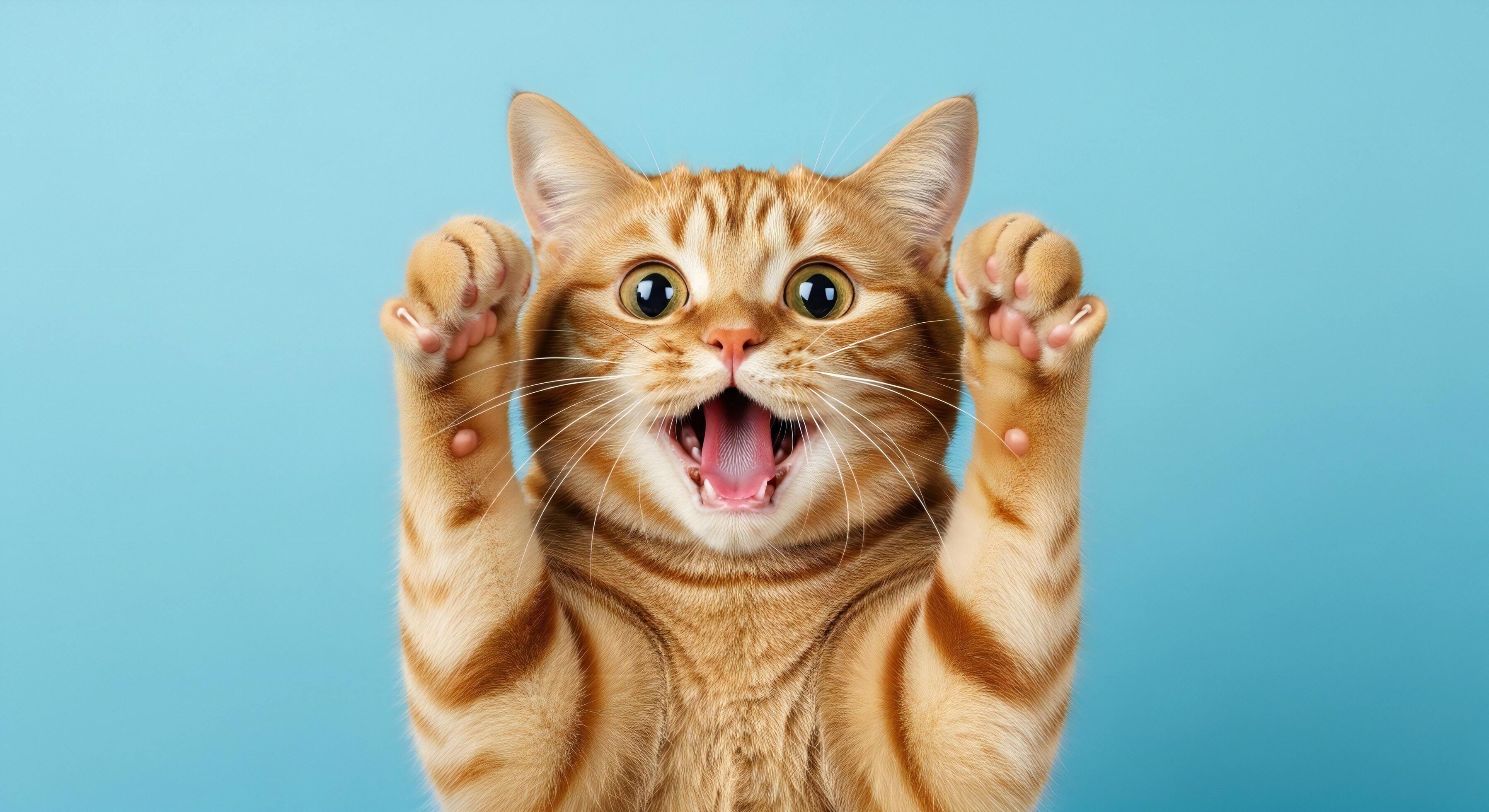 3593x1960 Cat background, Cat wallpaper, An orange tabby cat with wide eyes and open mouth raising its front paws up against a blue background