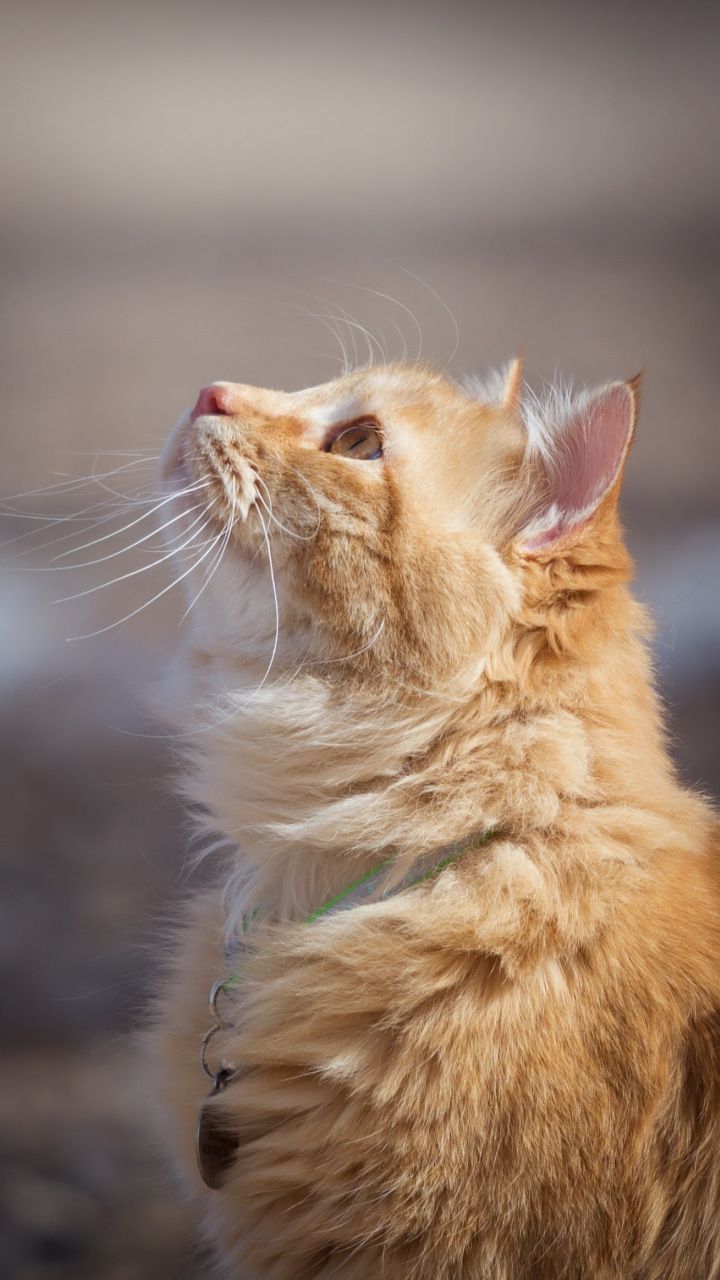 720x1280 Feline, cat, looking up, orange, 720x1280 wallpaper