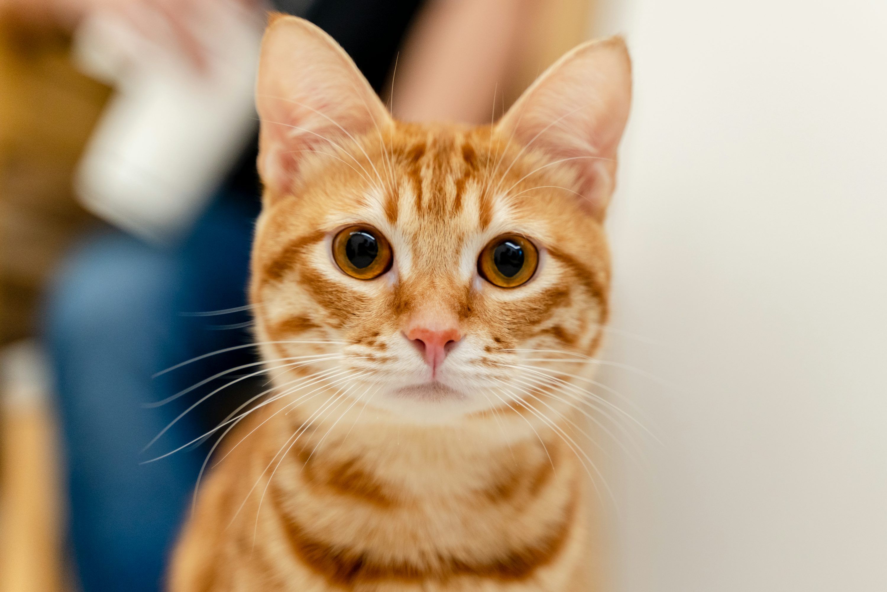 3000x2001 Orange Cat Picture. Download Free Image