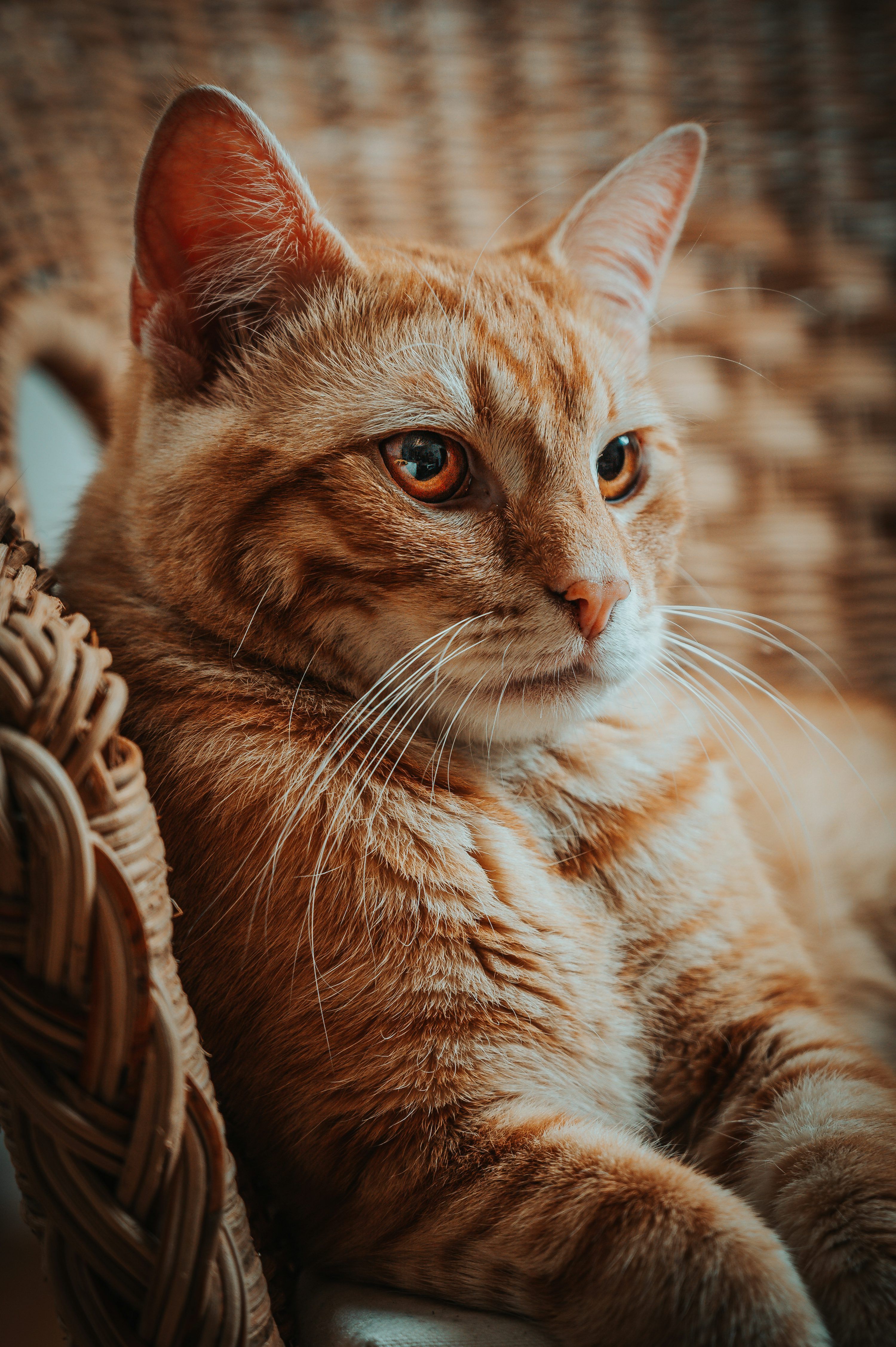 3000x4509 Orange tabby cat in brown wicker basket