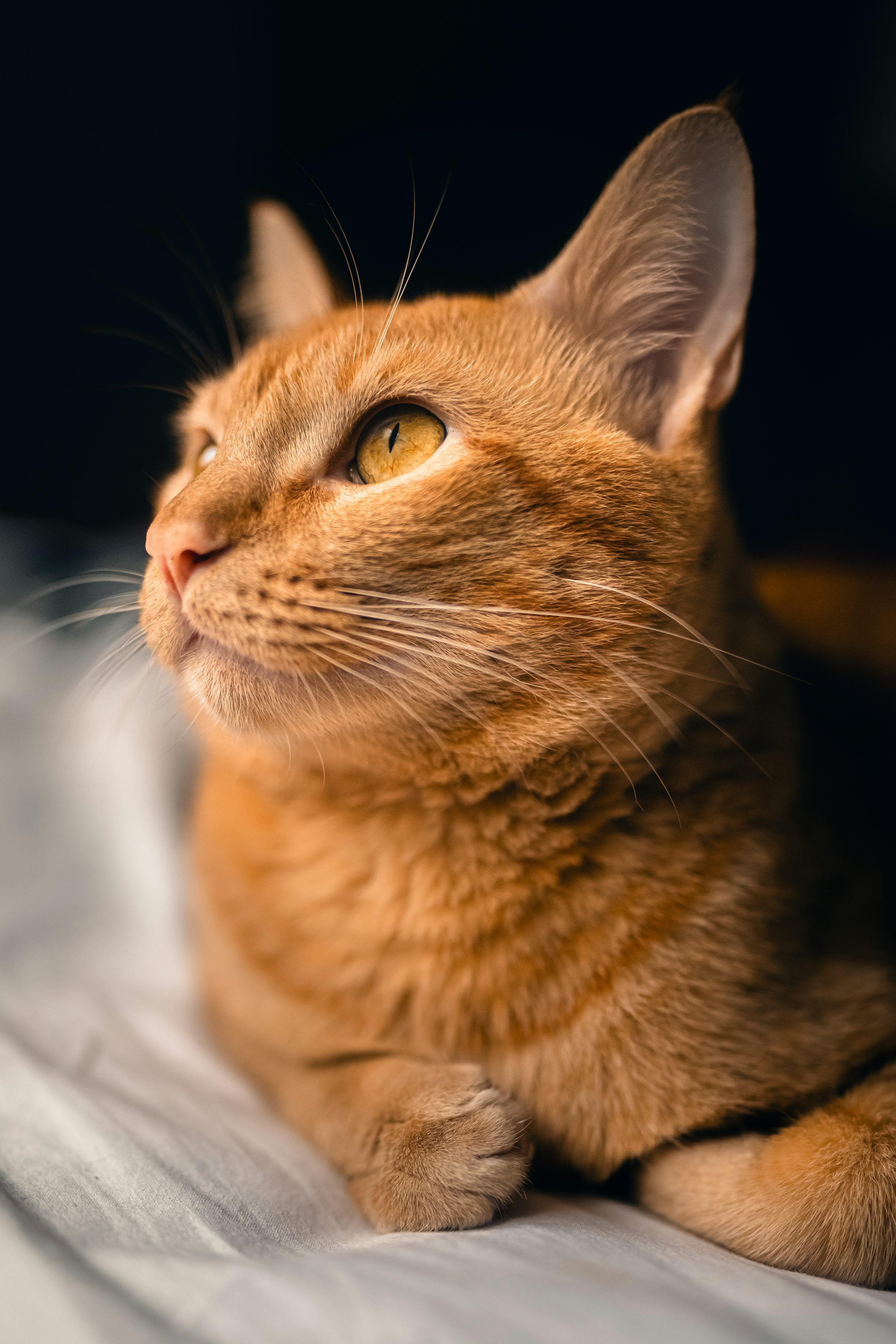 3000x4500 Orange Cat Picture. Download Free Image