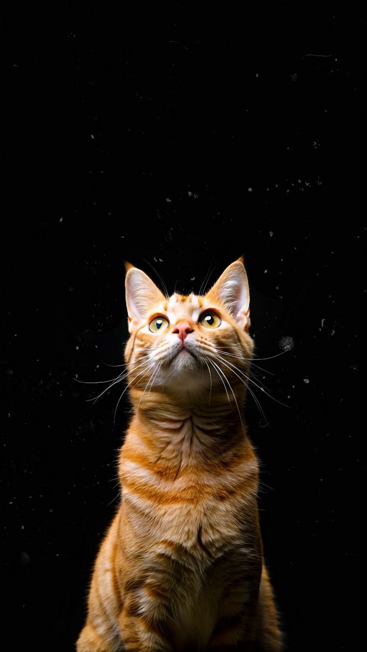 736x1308 Wallpaper cat, ginger, pet, black background, Animals 4K by MozhetMoroz. Download wallpaper cat, ginger, pet, black background for free