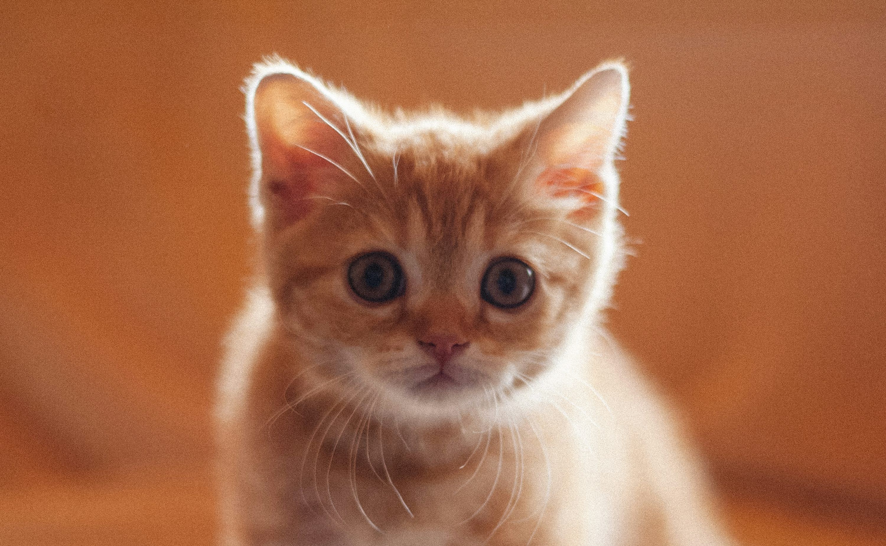 3000x1849 Orange tabby cat in close up photography