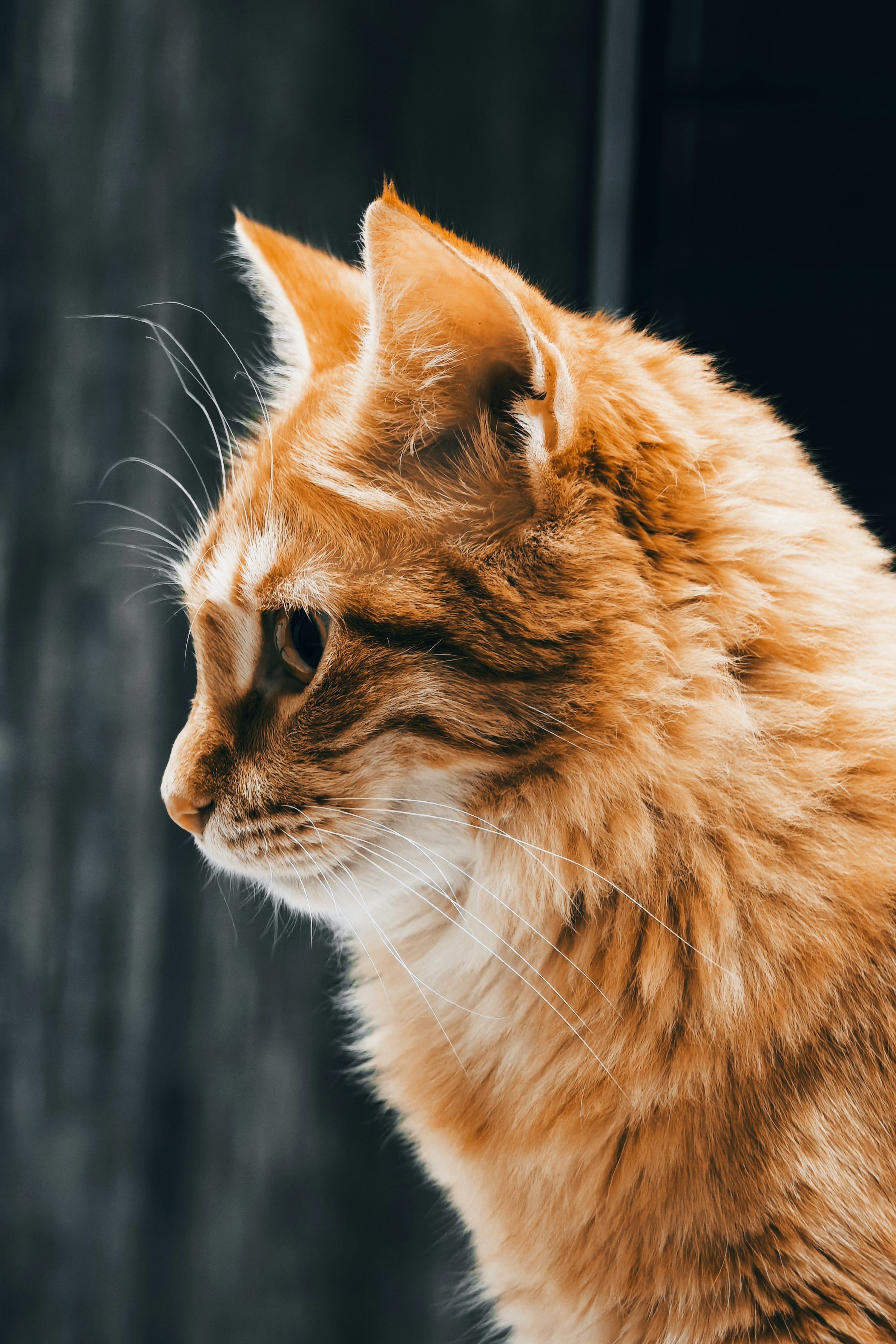 3000x4500 Profile of an orange tabby cat with green eyes. photo