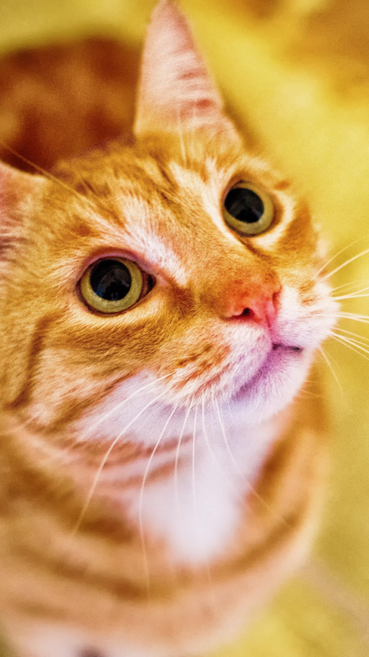1440x2560 Orange Cat Looking Up Wallpaper, Android & Desktop Background