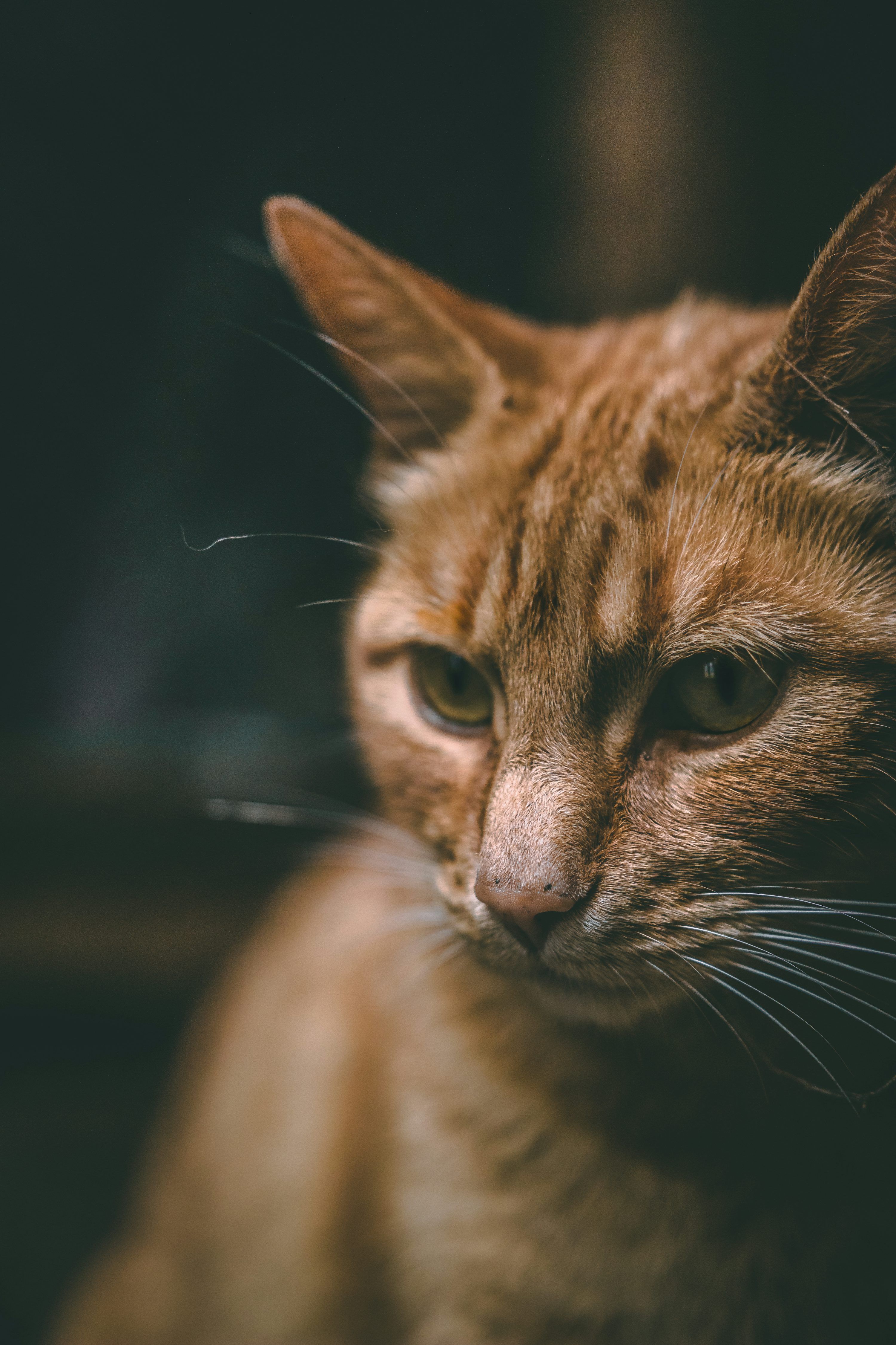 3000x4500 Closeup photography of orange tabby cat