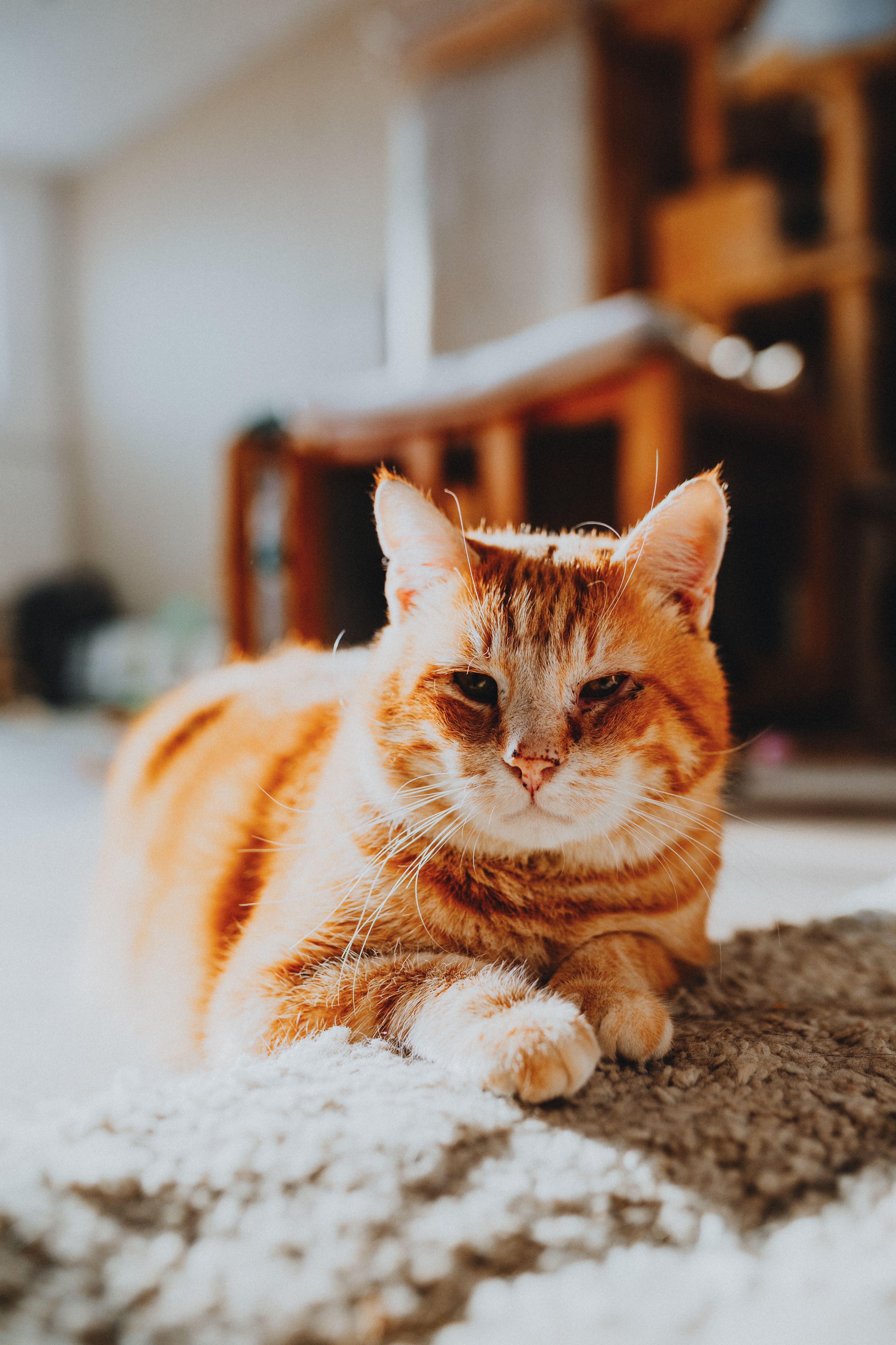 4480x6720 Orange Tabby Photo, Download The BEST Free Orange Tabby & HD Image