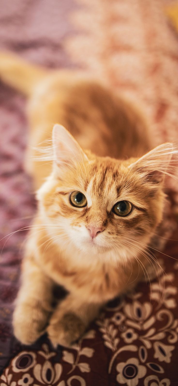 736x1592 Orange Kitty Wallpaper