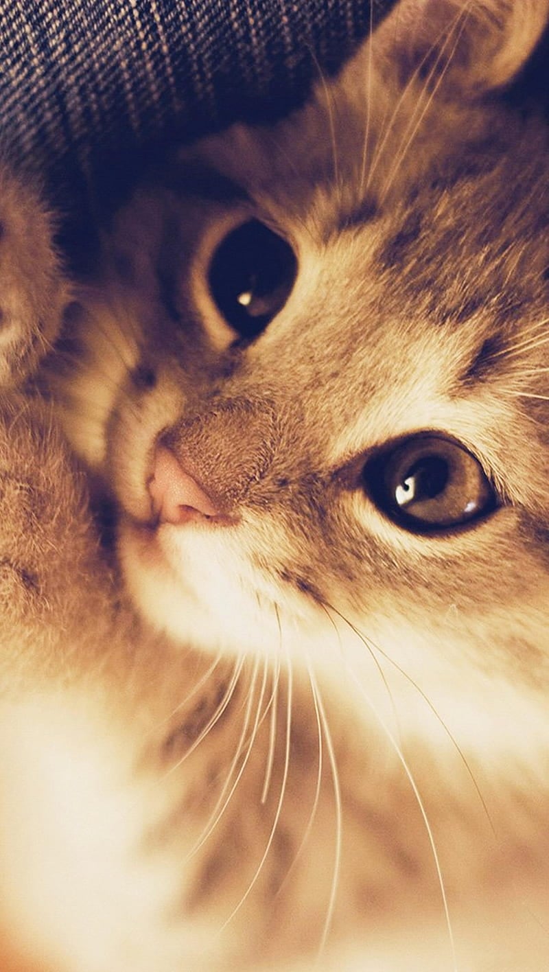 800x1416 Cat, kittens, orange, cats, HD phone wallpaper