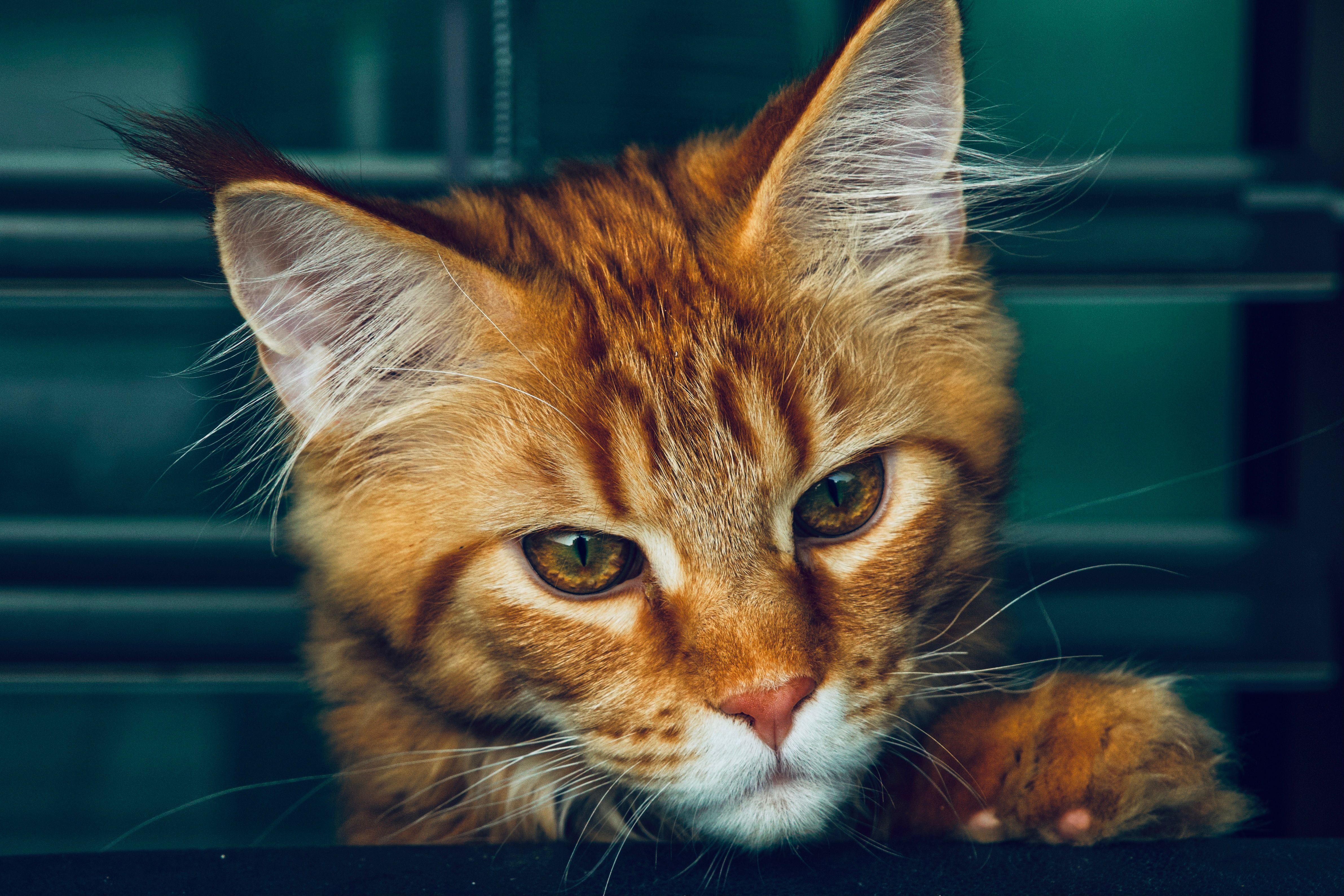 4765x3177 Close Up Photo Of An Orange Tabby Cat With White Whiskers · Free