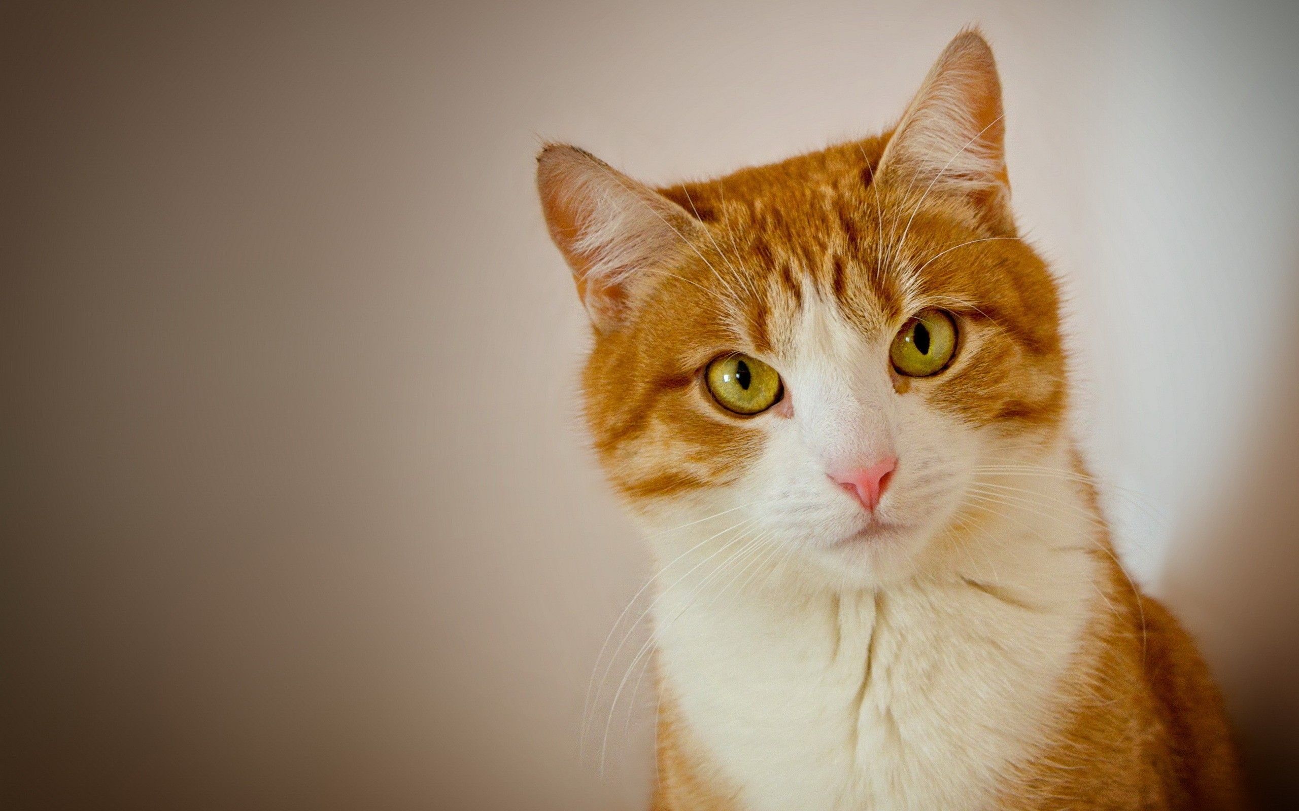 2560x1600 Wallpaper Orange and White Tabby Cat, Background Free Image