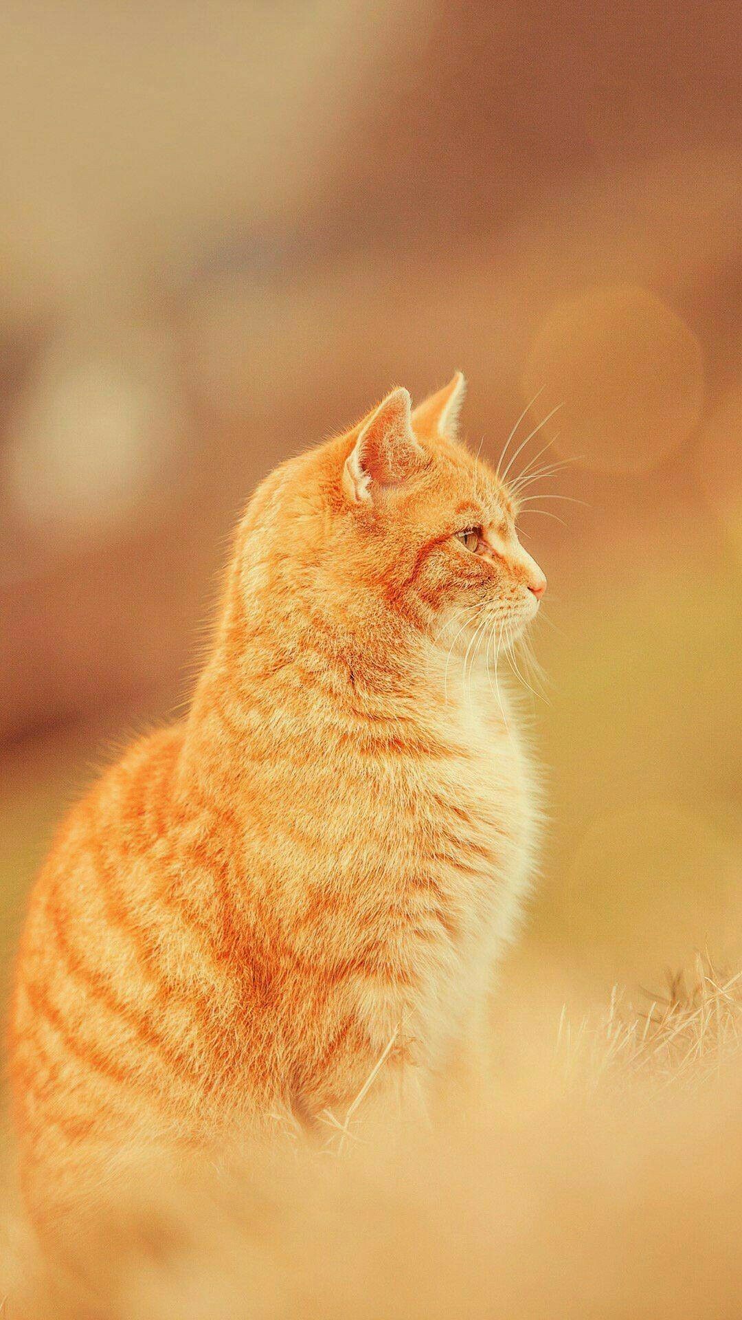 1080x1920 Orange Tabby Cat Wallpaper