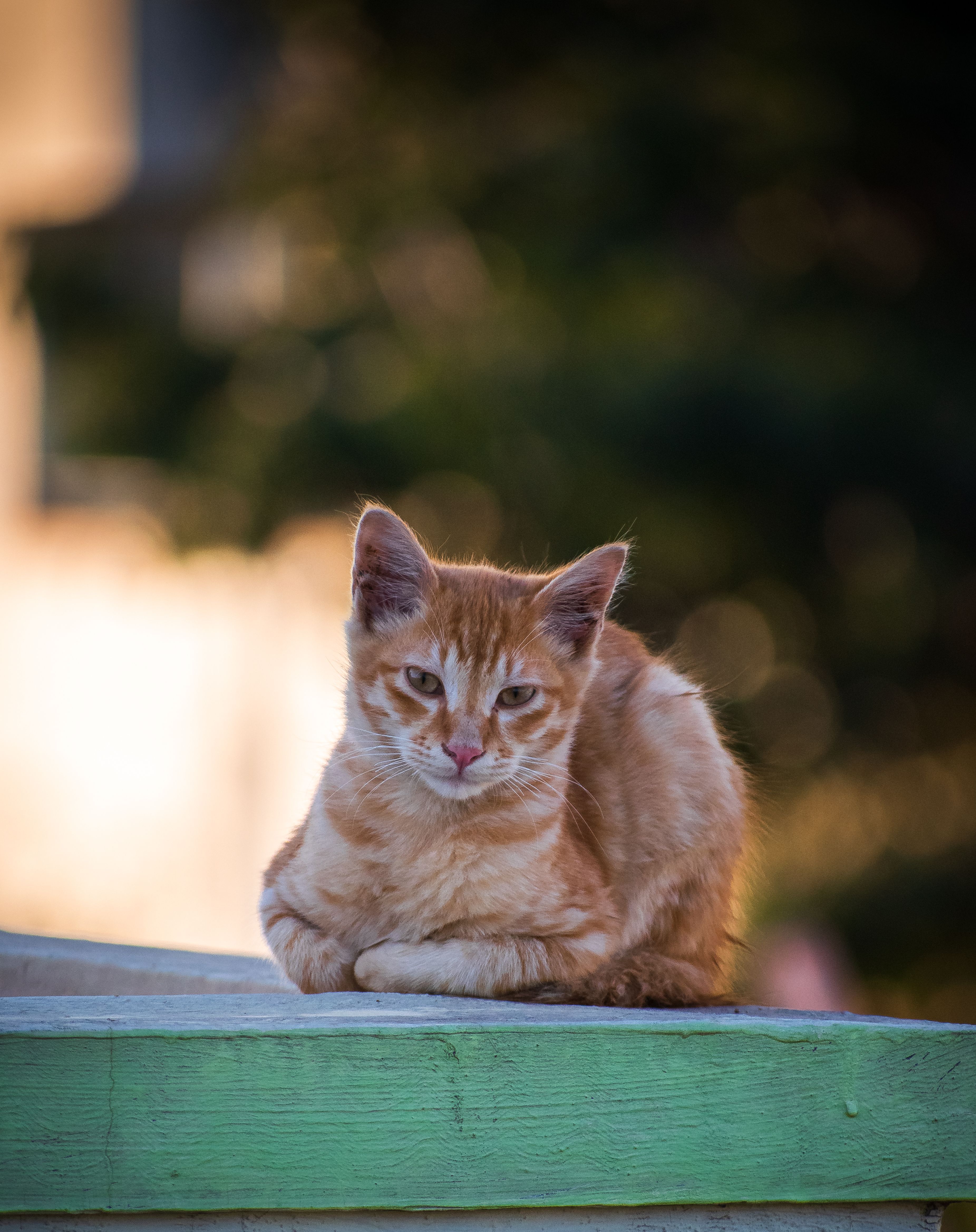 3703x4673 Close Up Photo of Orange Tabby Cat · Free