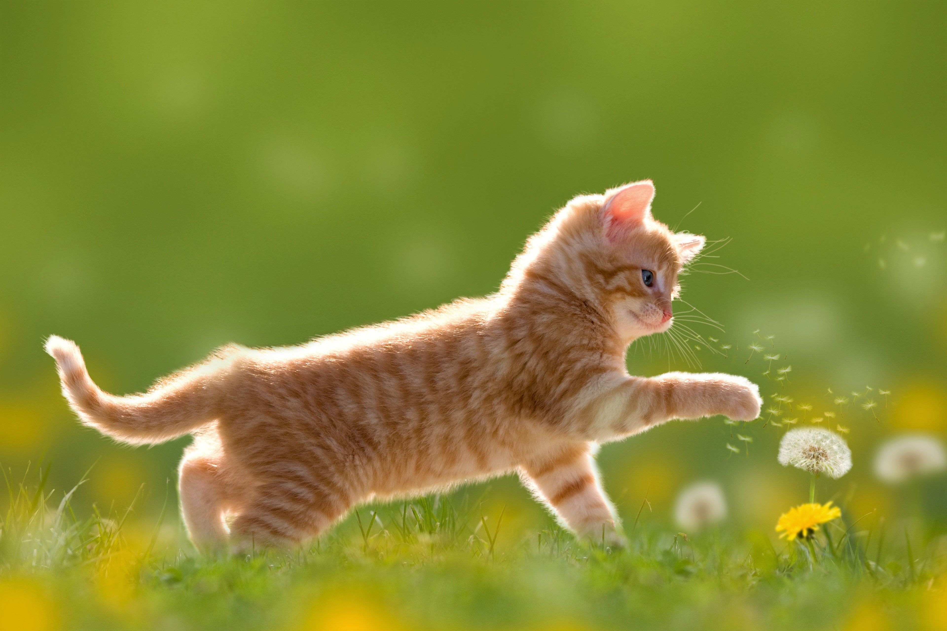 3840x2560 Wallpaper Orange Tabby Cat Walking on Green Grass During Daytime, Background Free Image