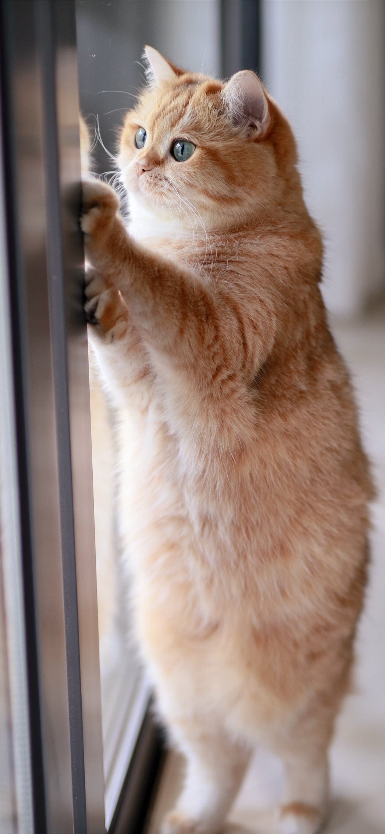 1290x2796 orange tabby cat leaning on glass slide door iPhone Wallpaper Free Download