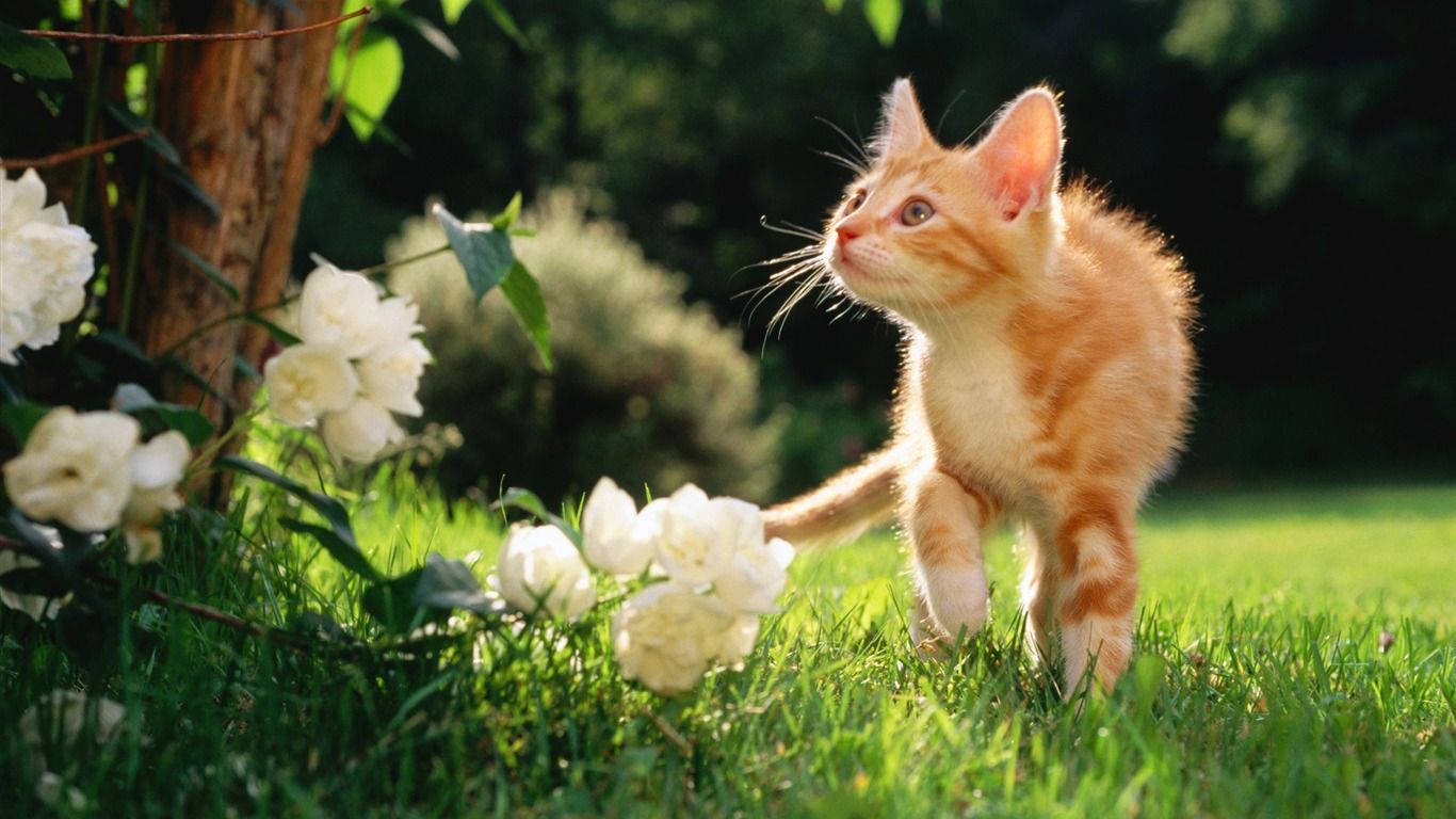 1366x768 Orange Tabby Kitten Cute Pet Cat Desktop Picture Wallpaper