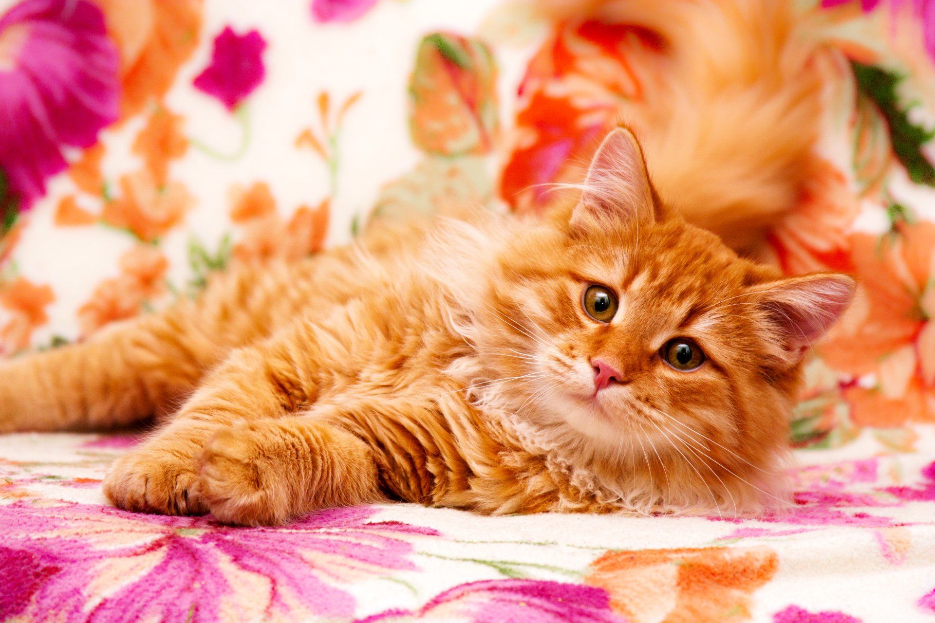 1920x1280 Radiant Orange Cat in 4K Ultra HD Wallpaper Splendorx2848