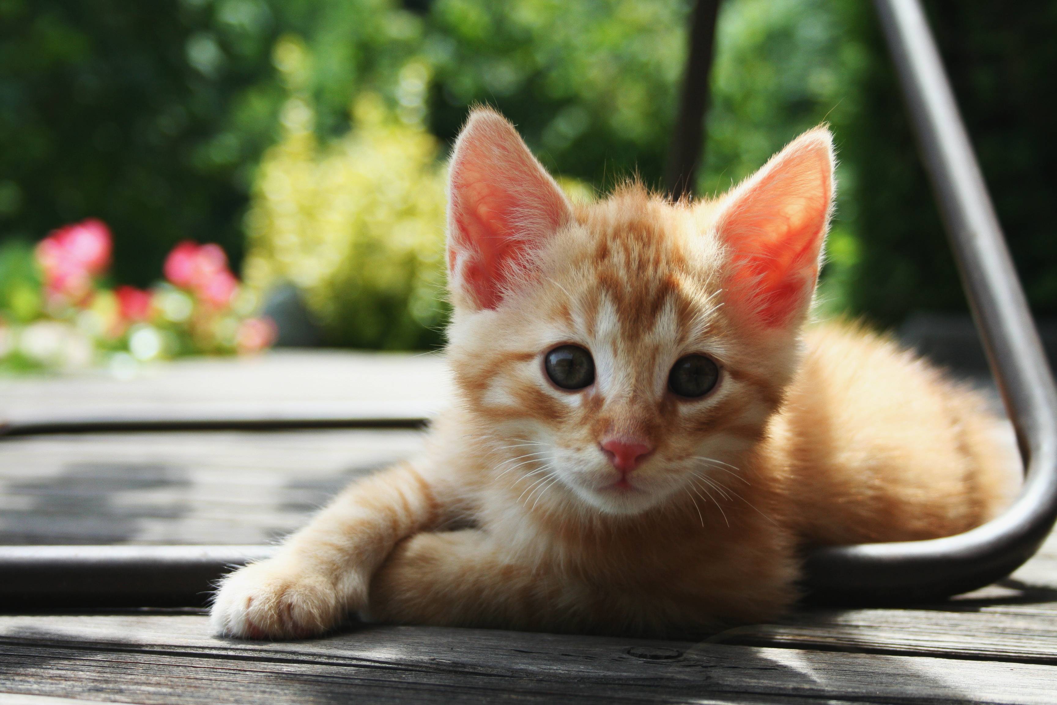 3456x2304 Little Orange Cat Wallpaperx2304