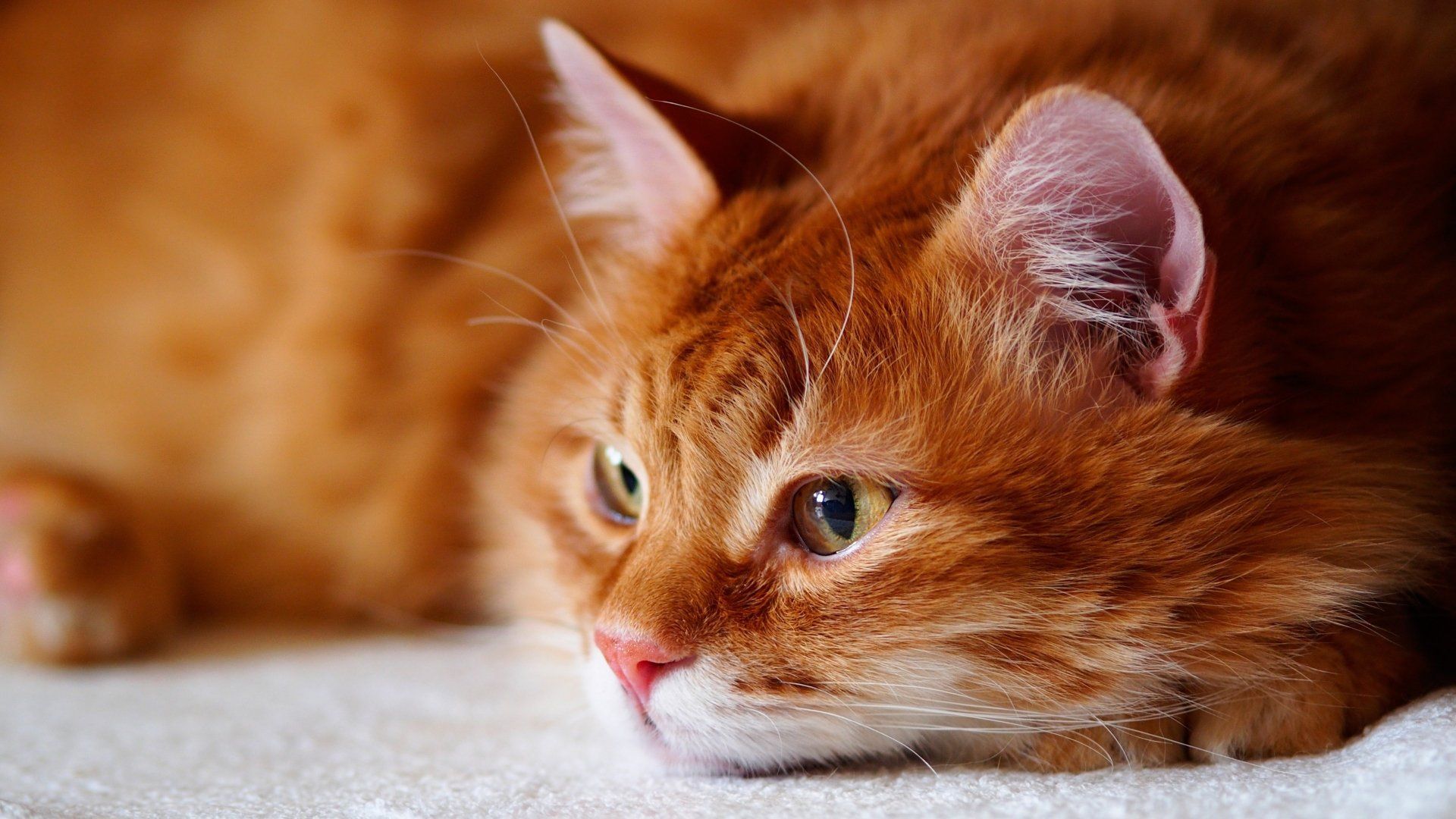 1920x1080 Amber Tabby Dream