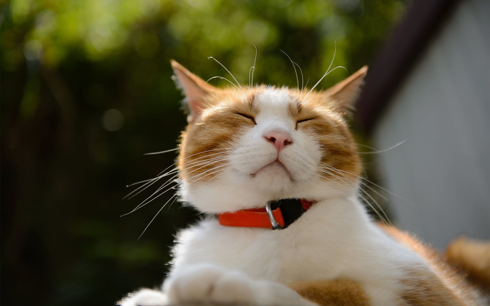 1920x1200 Orange Tabby cat with red collar HD wallpaper