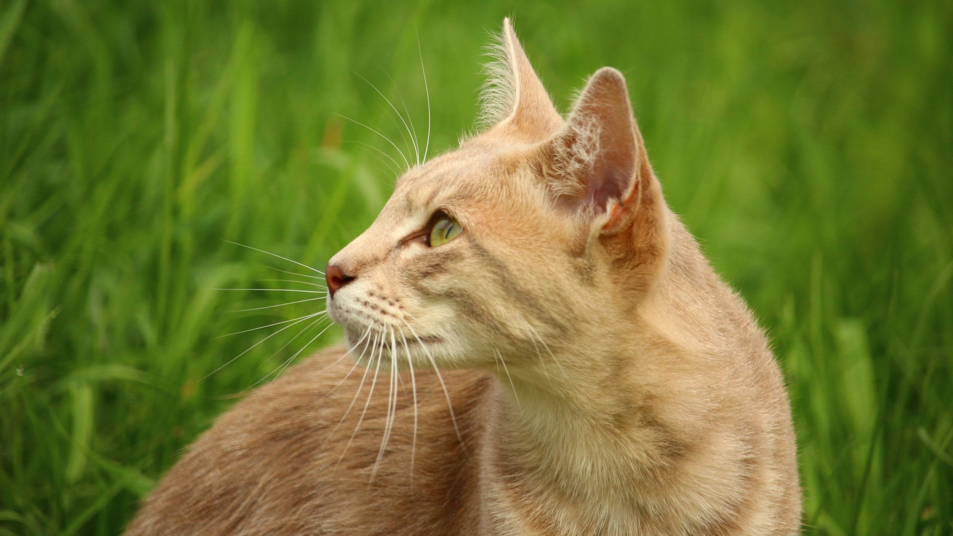 3840x2160 Orange Cat in Grass Wallpaper, Android & Desktop Background
