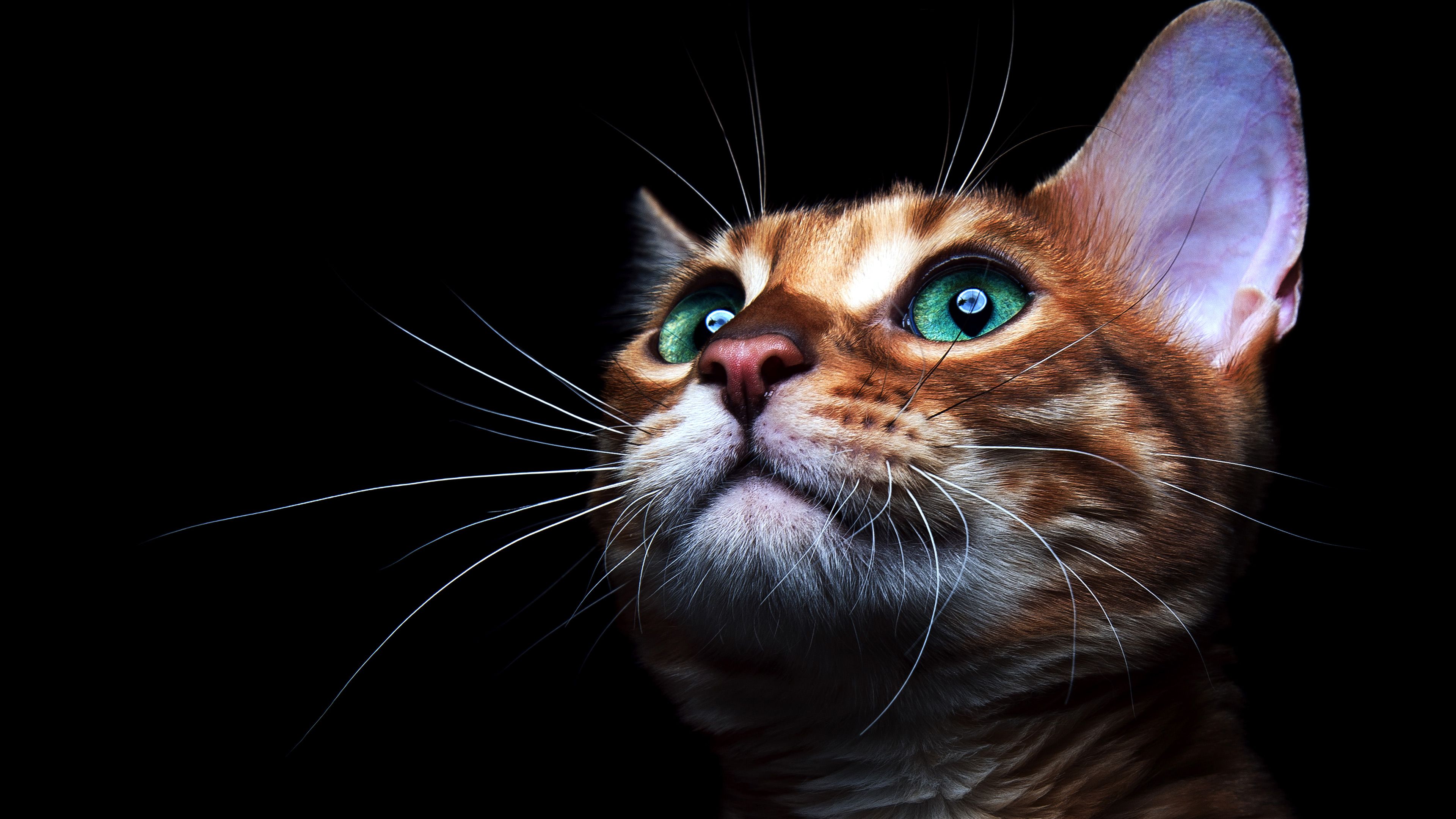 3840x2160 Wallpaper Orange and White Tabby Cat, Background Free Image