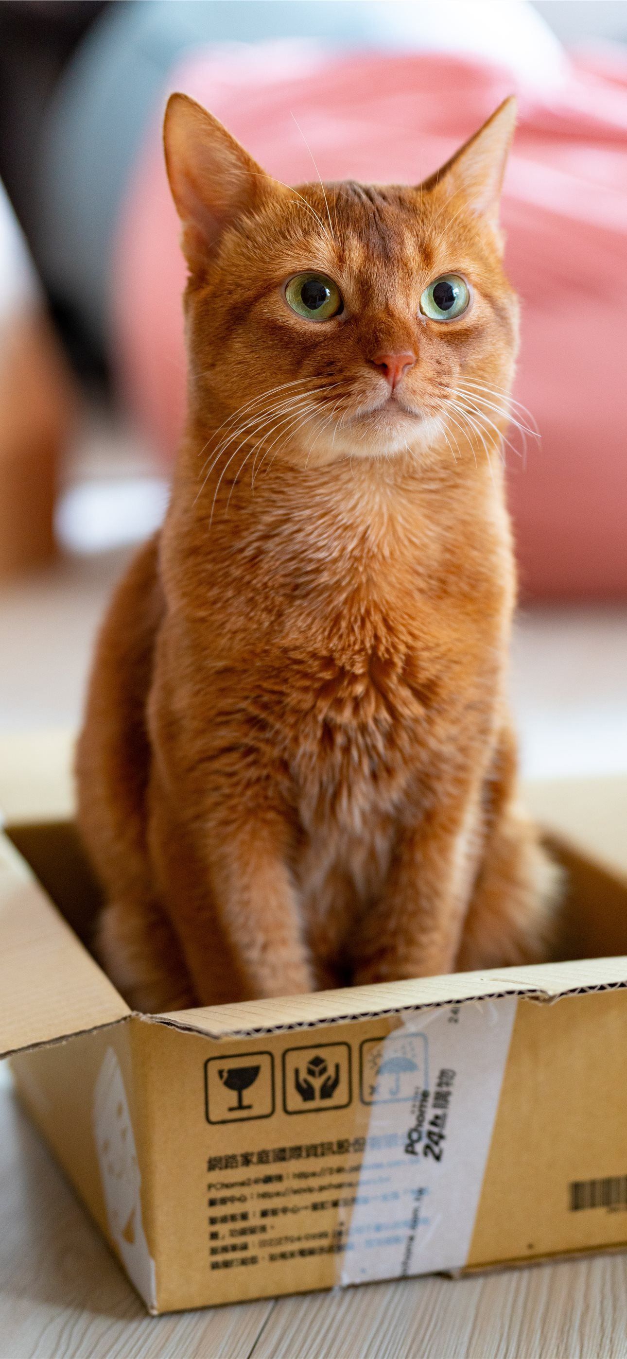 1290x2796 orange tabby cat in brown cardboard box iPhone Wallpaper Free Download
