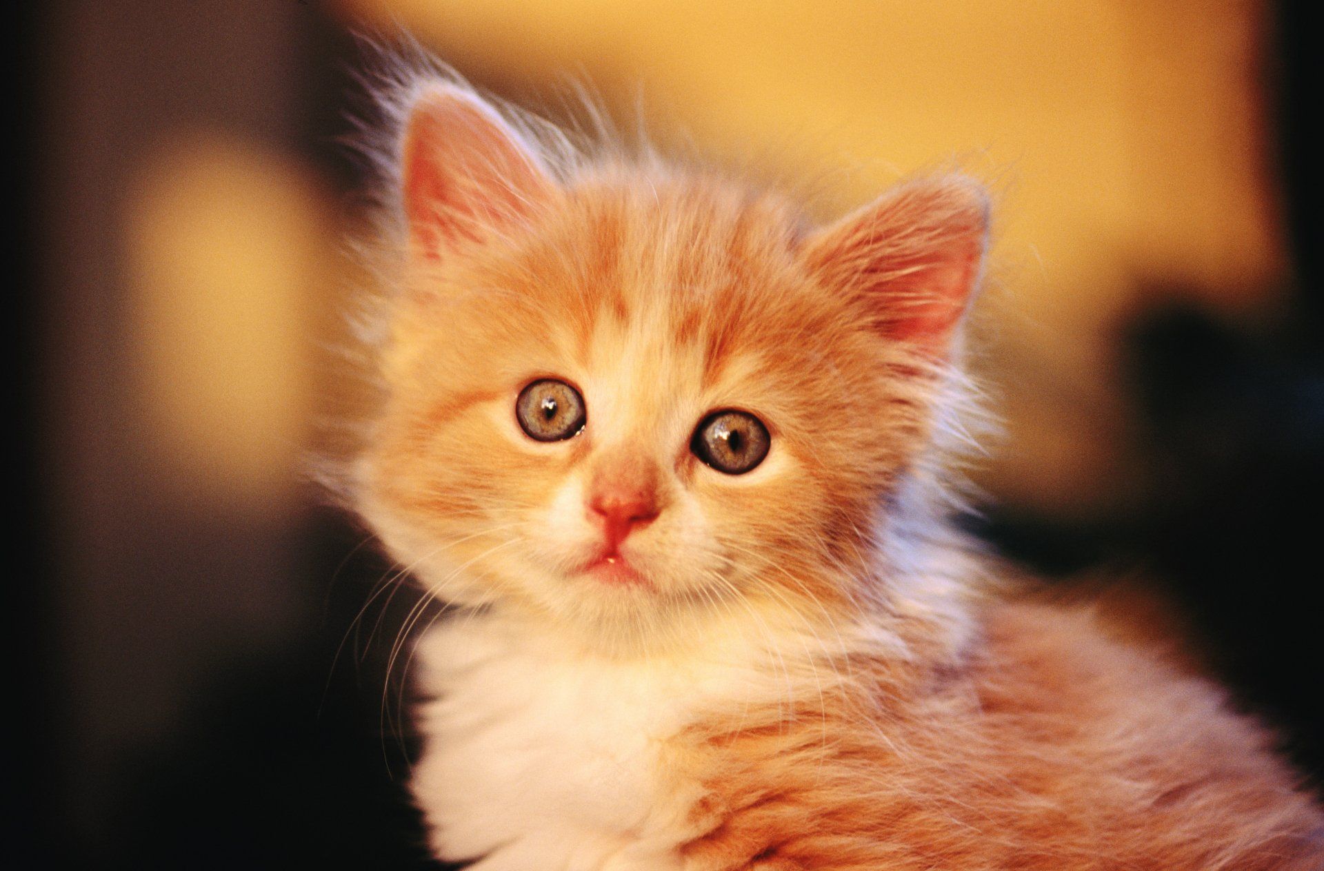 1920x1264 Adorable Cat HD Wallpaper: A Feline's Captivating Gazex2504