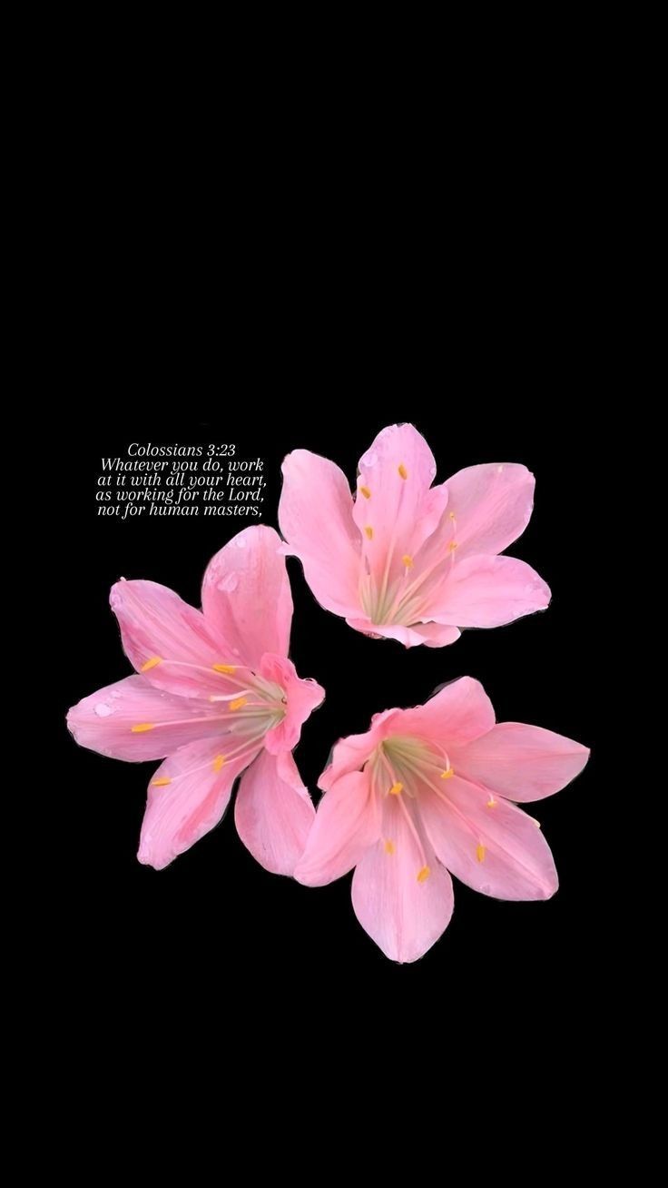 736x1308 Wallpaper Bible