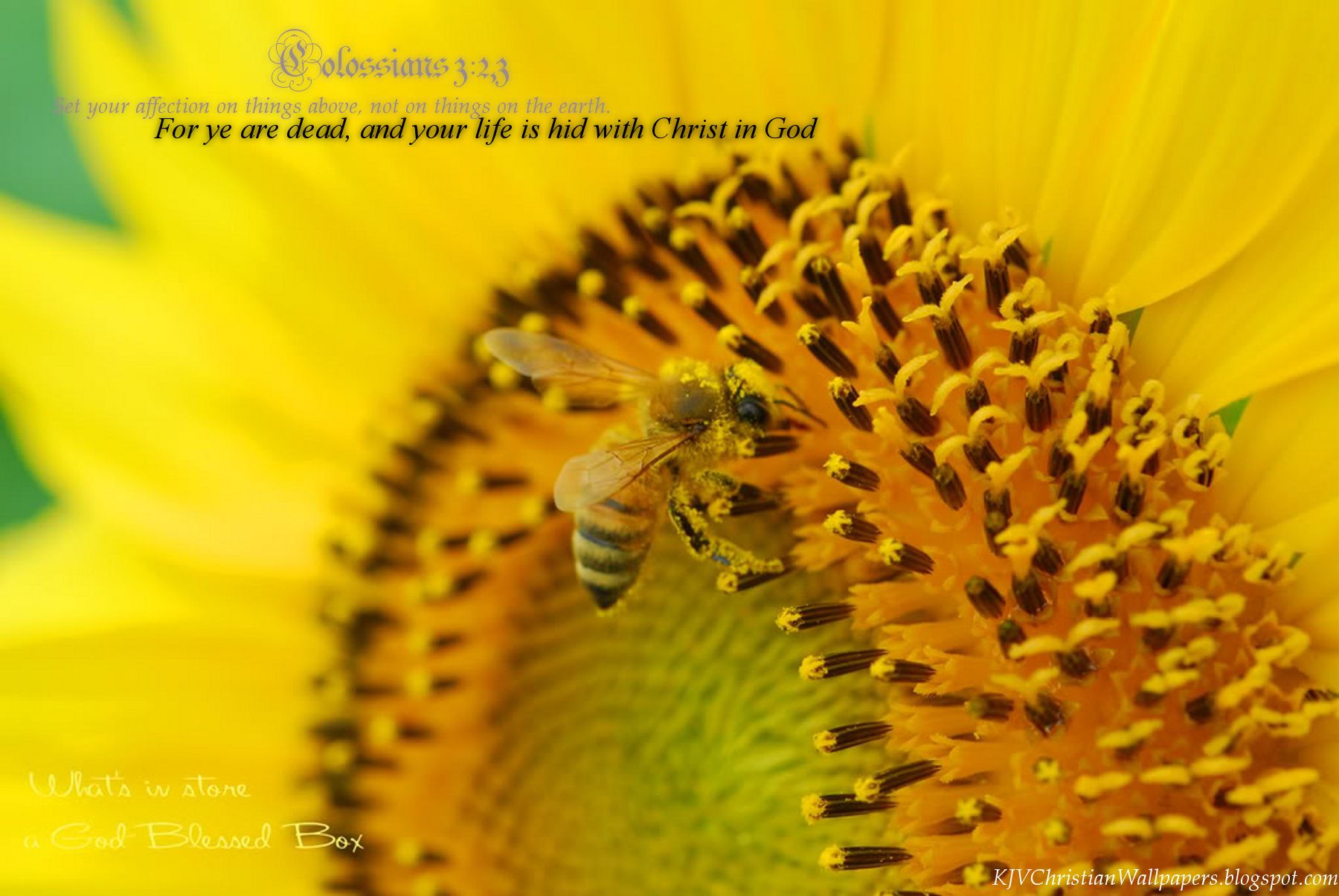 1800x1205 Free King James (KJB) versed Christian Wallpaper: Colossians 3:23
