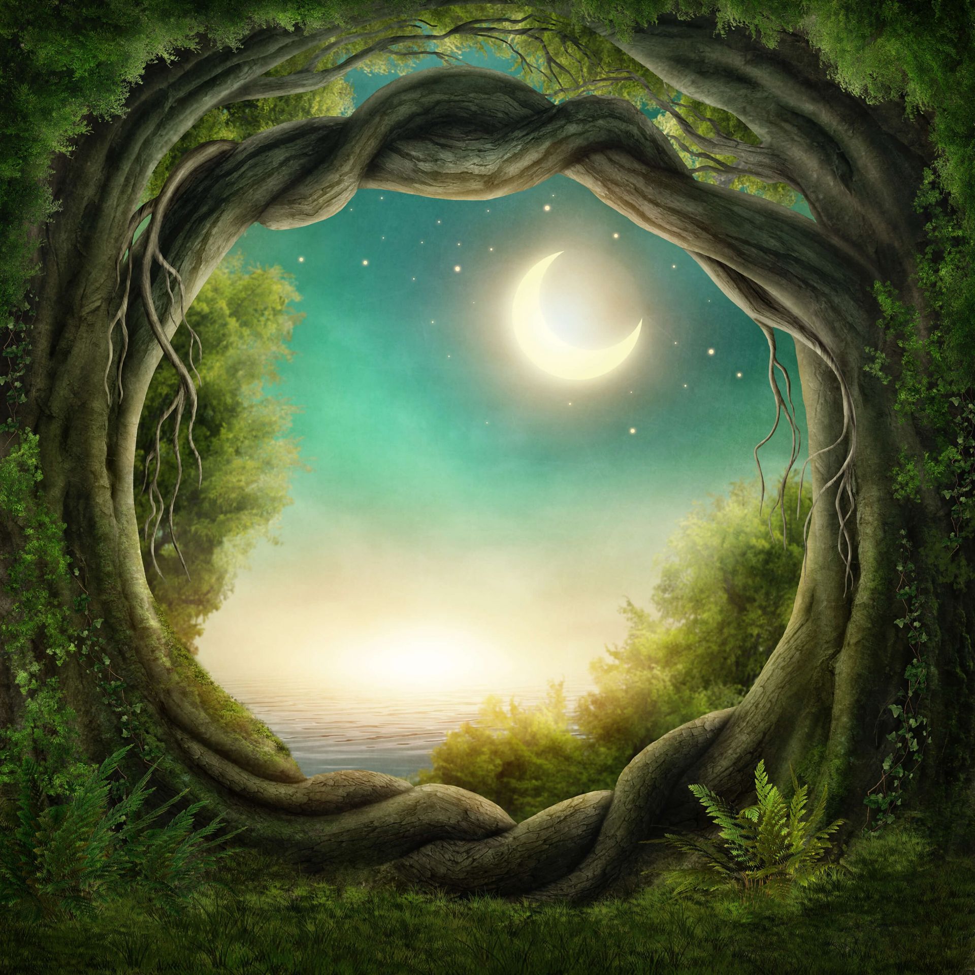 1920x1920 The enchanted forest