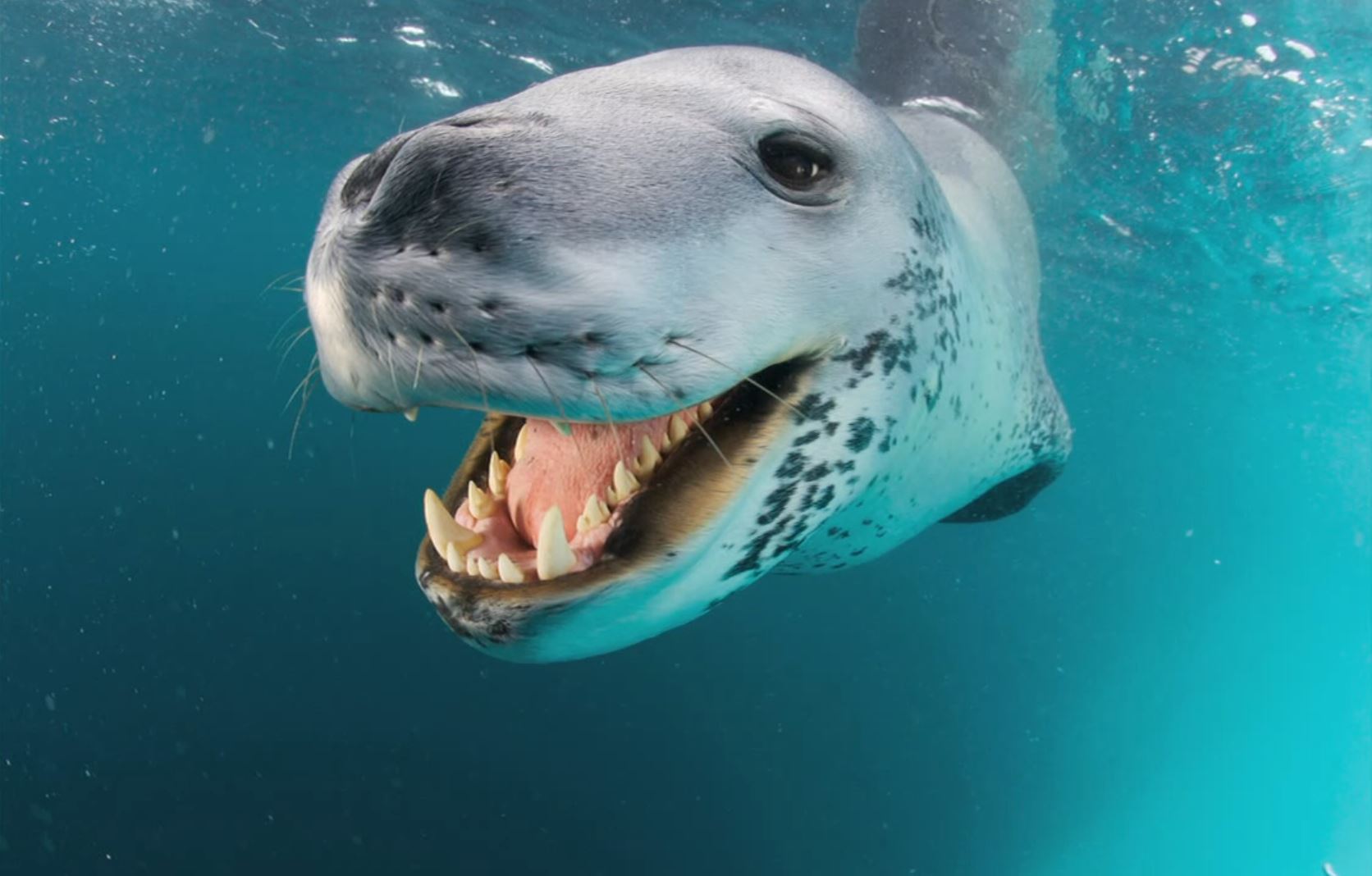 1672x1068 Leopard Seal Wallpaper