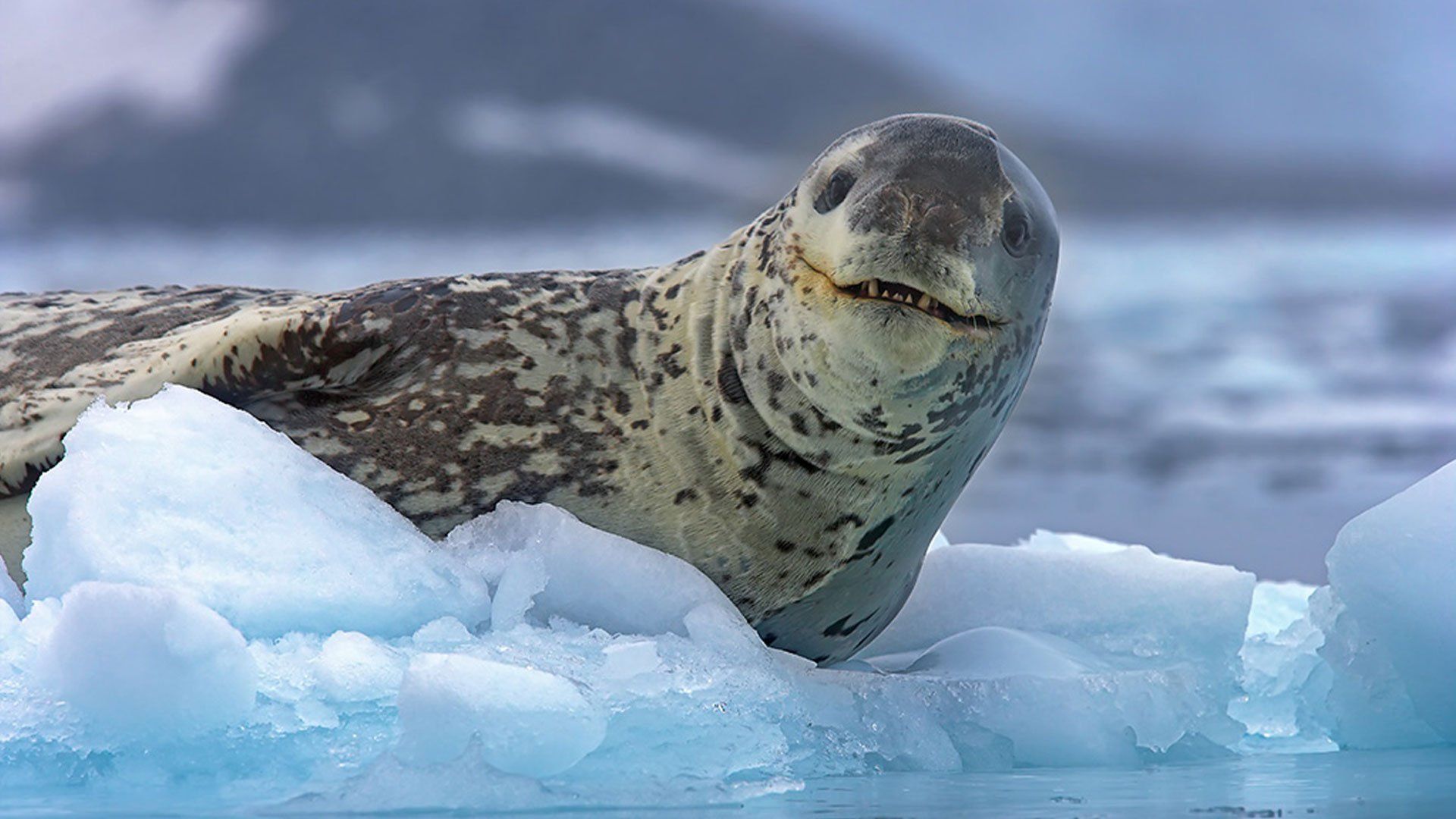 1920x1080 Leopard Seal Background HD Wallpaper 77694