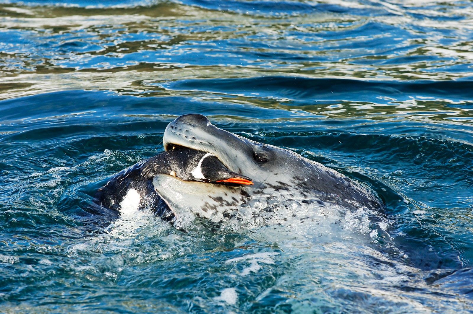 1600x1063 Leopard Seal. Facts, picture & more about Leopard Seal