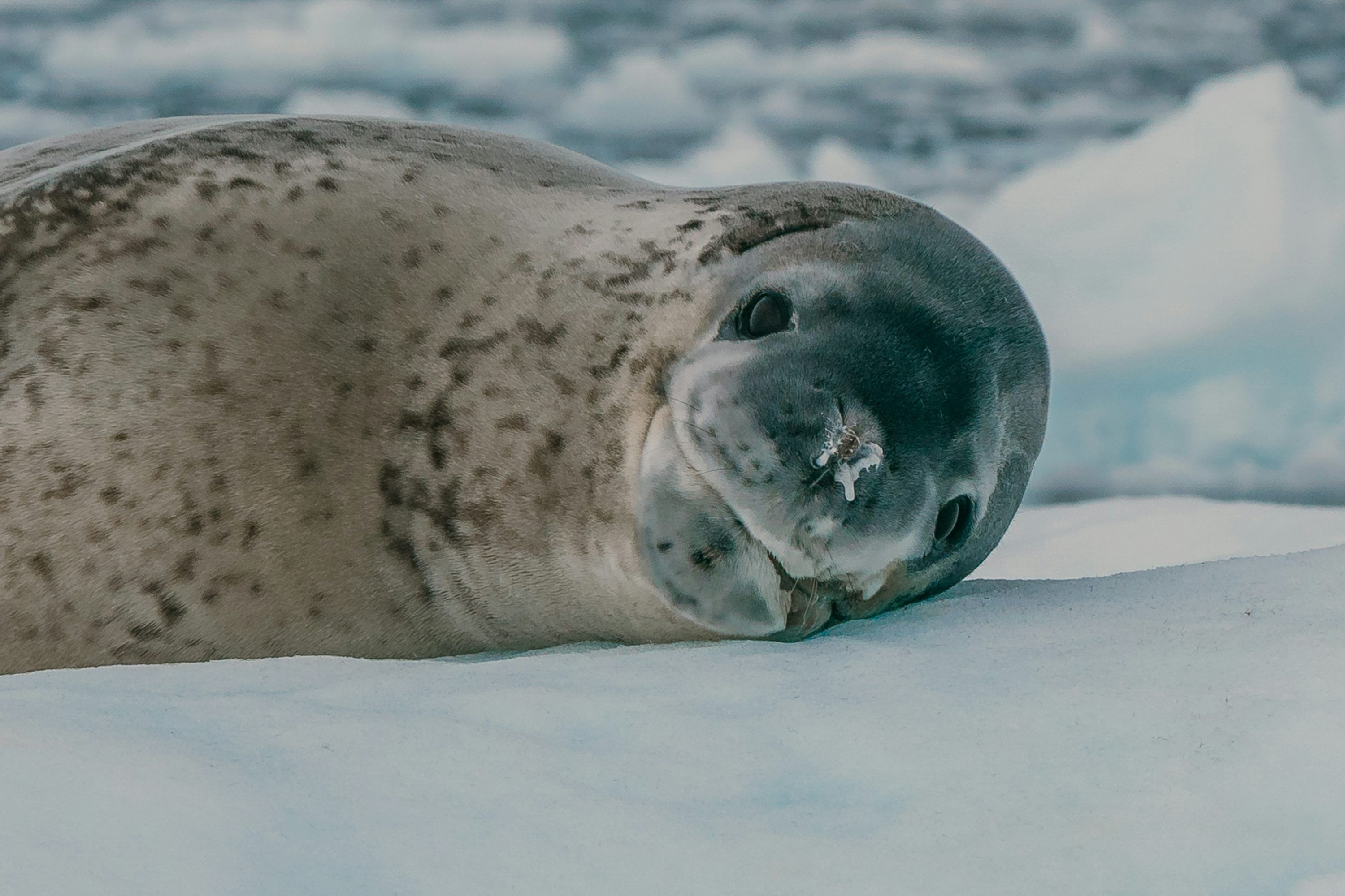 3000x2000 Leopard Seal Picture. Download Free Image
