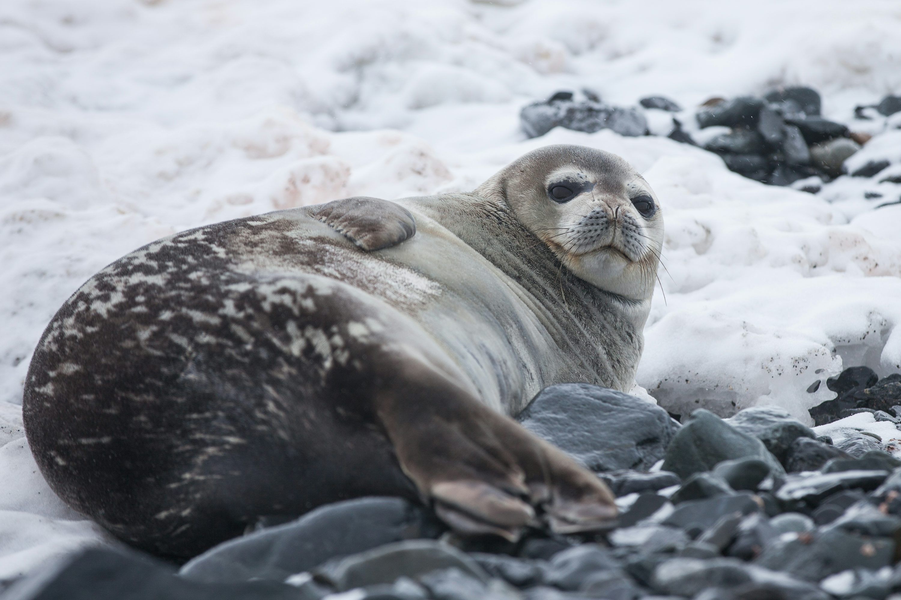 3000x2000 Leopard Seal Picture. Download Free Image