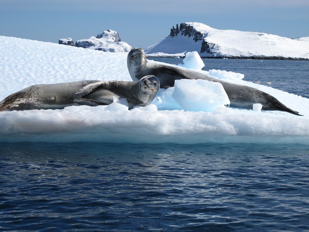 1024x768 Leopard Seals. Here are a couple leopard seals hanging out