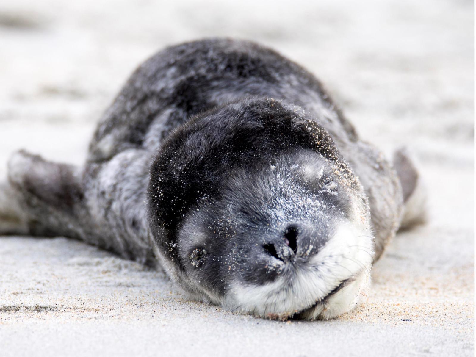 1600x1200 Not enough Leopard Seal love on here so here's some cute pups