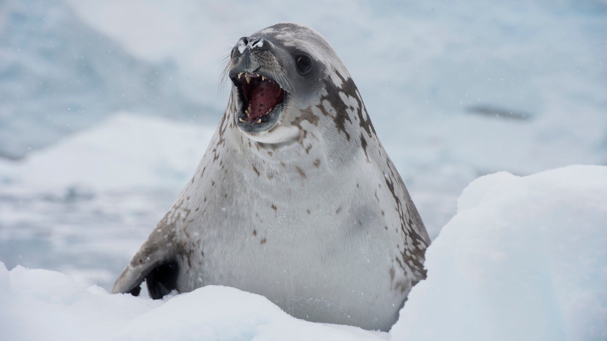 2048x1152 Leopard Seal: Apex Predator of the Ice