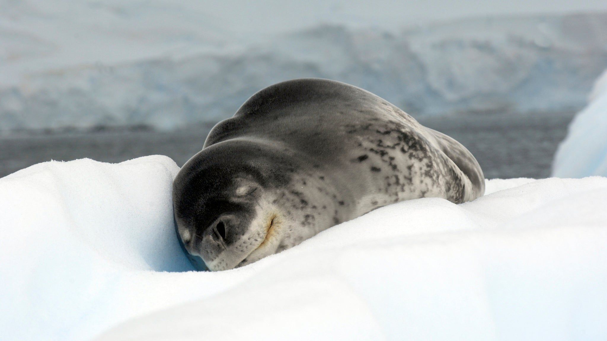 2048x1152 Leopard Seal: Apex Predator of the Ice