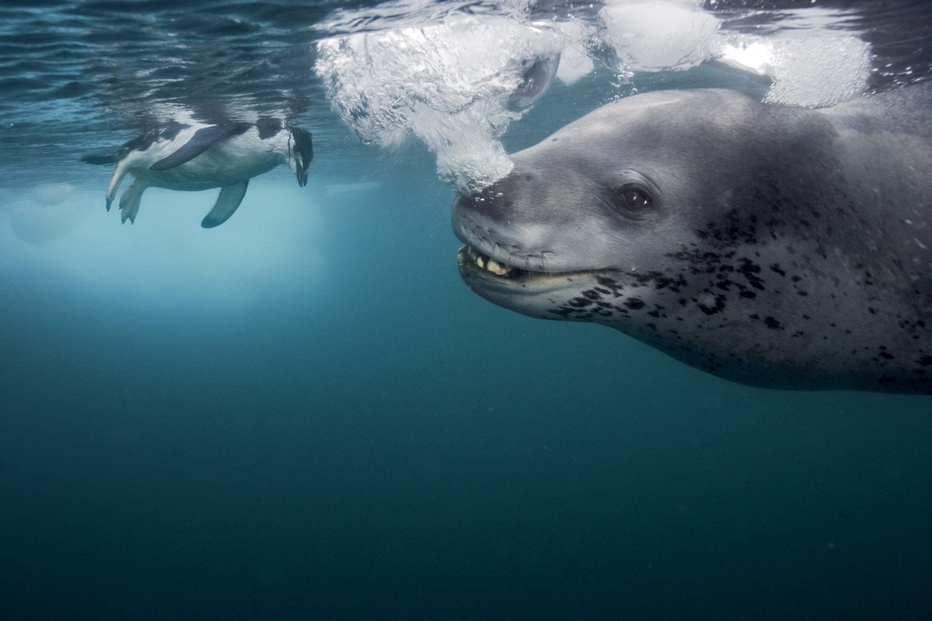 1860x1240 Leopard Seal Wallpaper HD 77708