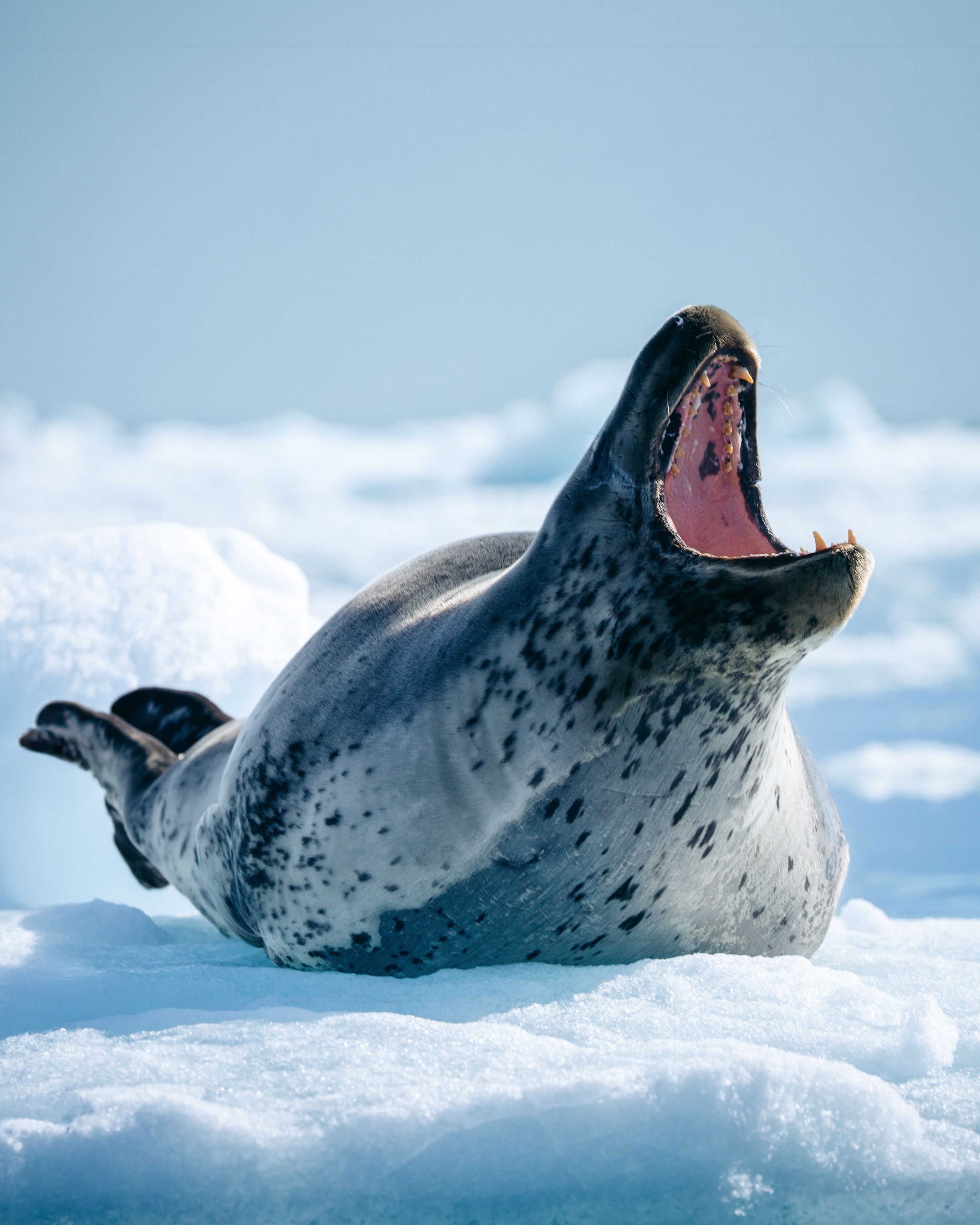 2880x3600 Leopard Seal. The Antarctic Apex Predator